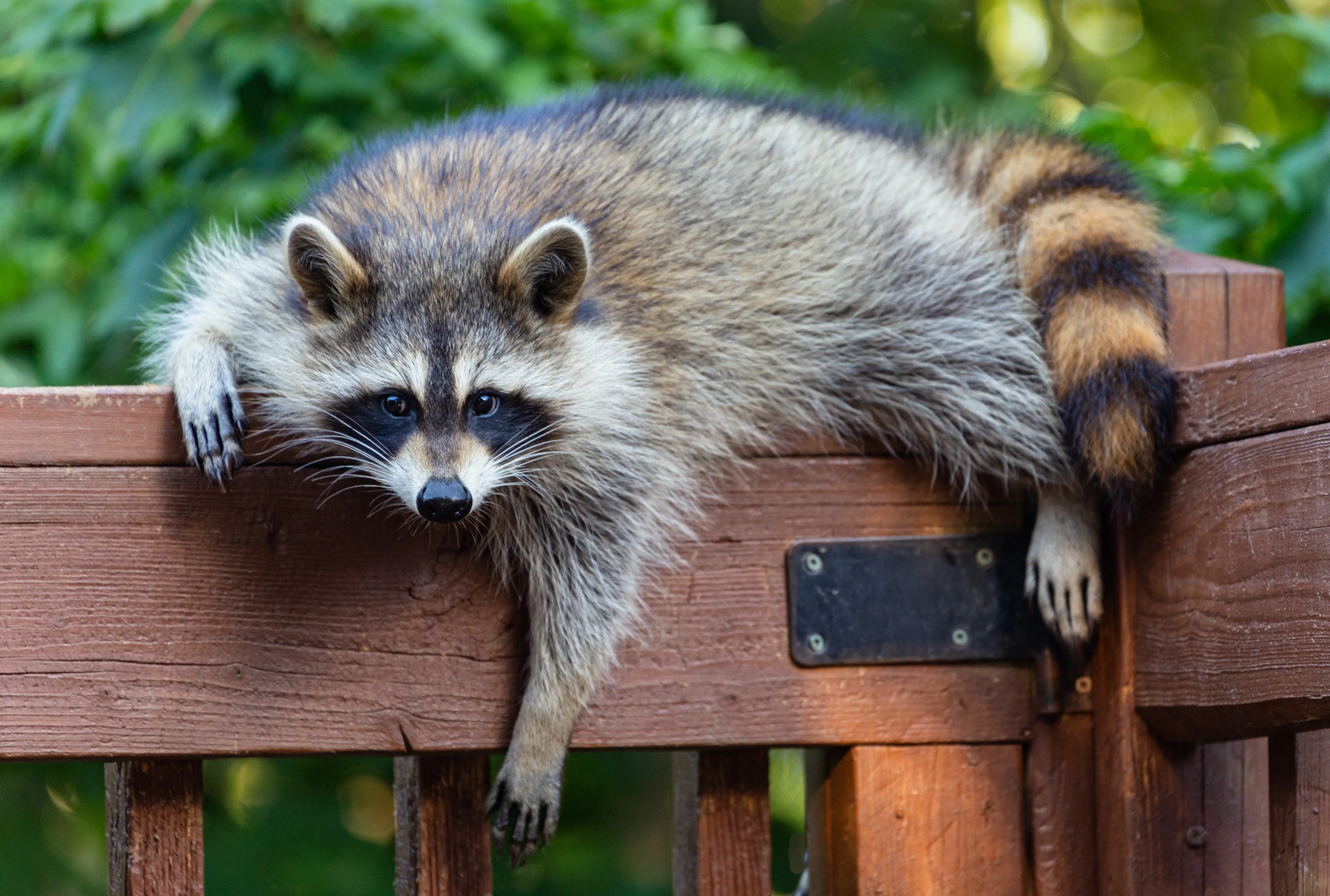 A raccoon lounging on a brown wooden deck railing, looking at the camera with its ringed tail curled along the rail.