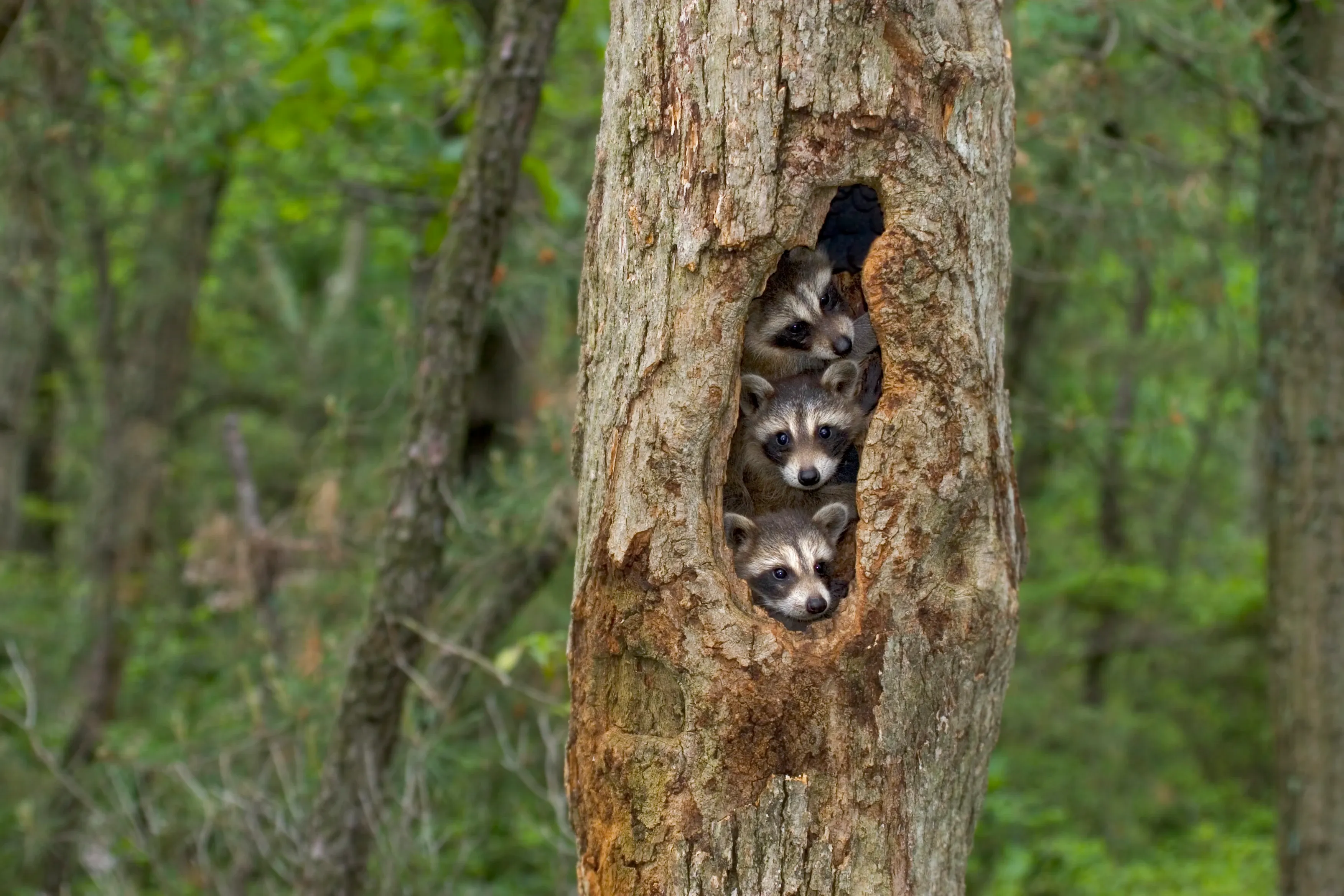 Three young raccoon kits peek out from a vertical hollow in a tree trunk in a lush green forest.