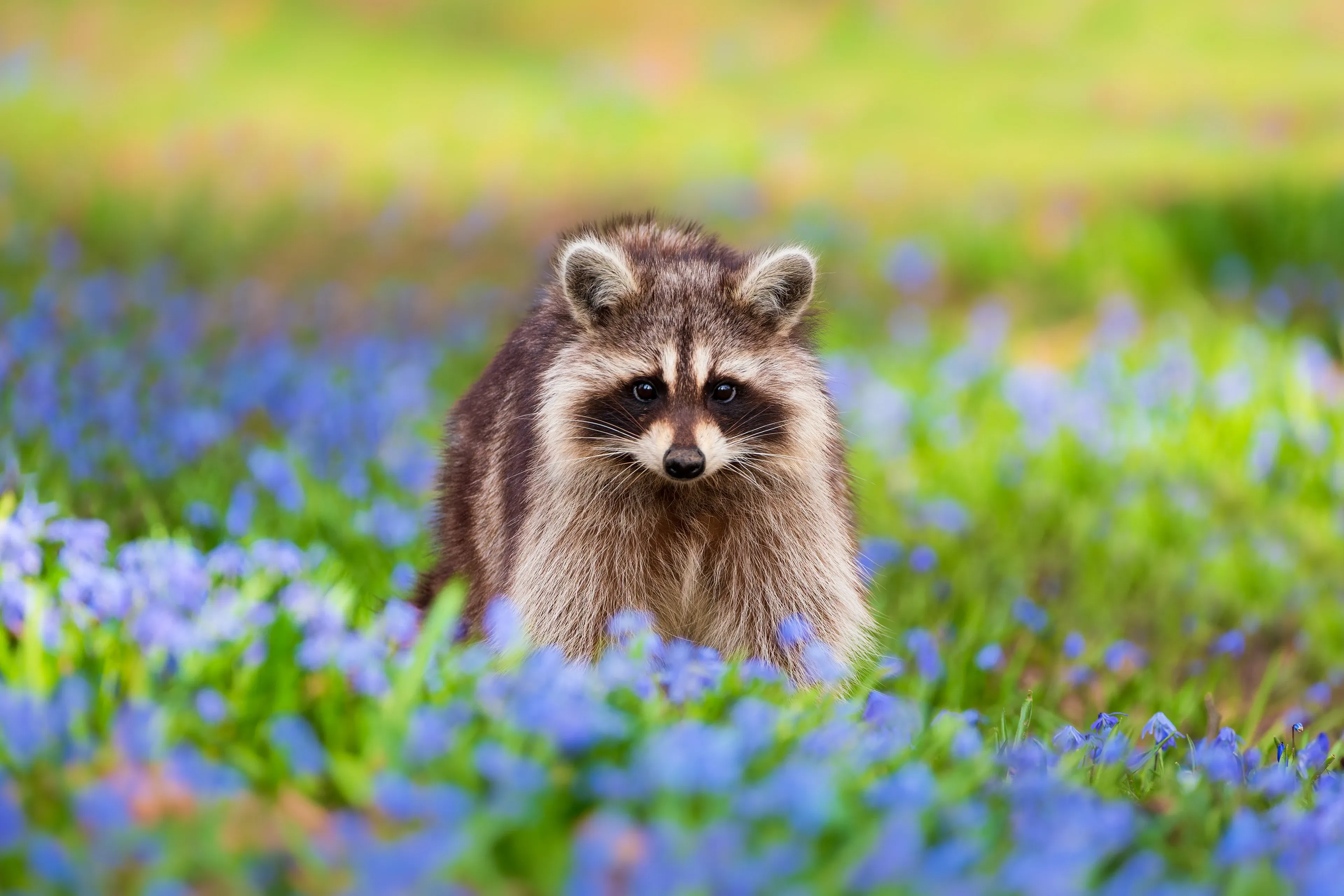 A raccoon standing among bright blue flowers and green grass, looking directly at the camera.