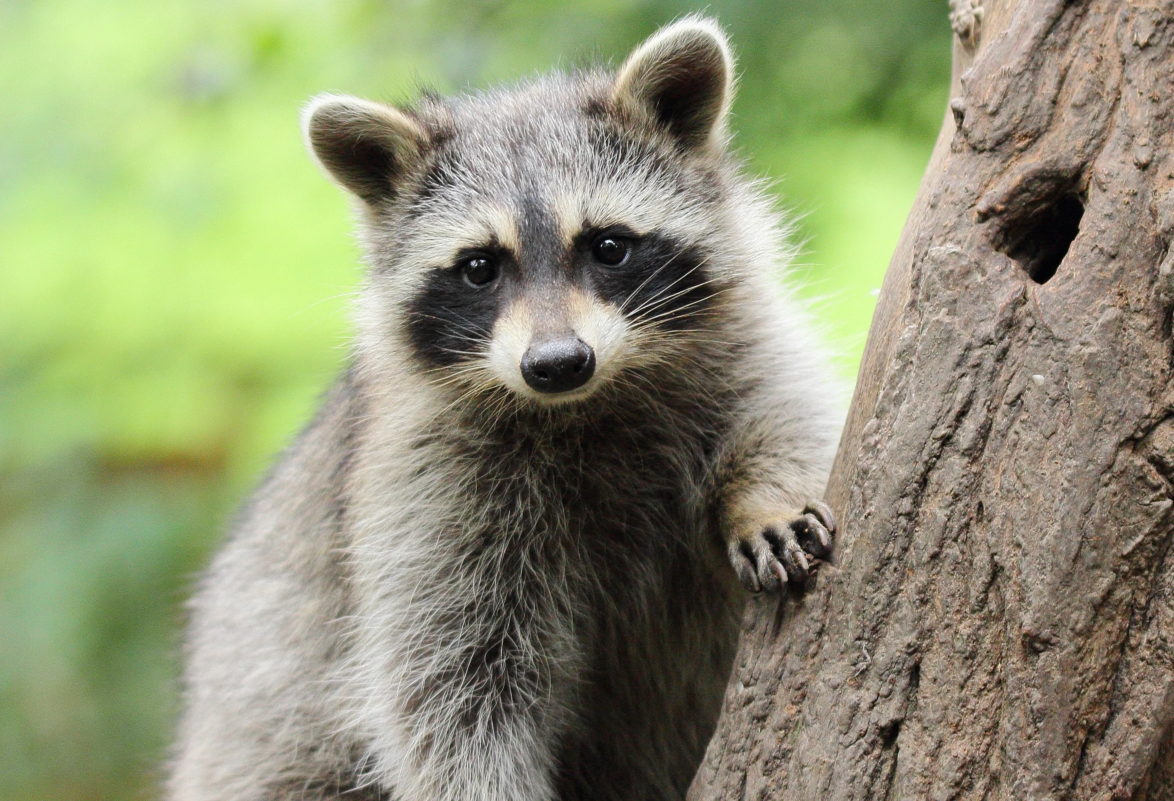 Close-up of a raccoon peering from behind a tree trunk, one front paw braced on the bark, looking at the camera.