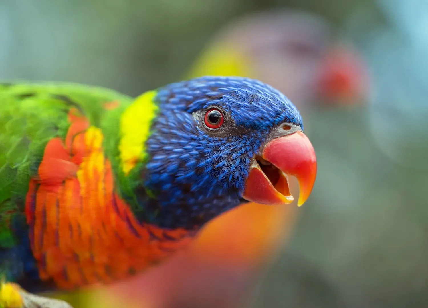 A rainbow lorikeet with a deep blue head, orange-red beak, green wings and orange breast, in close-up.