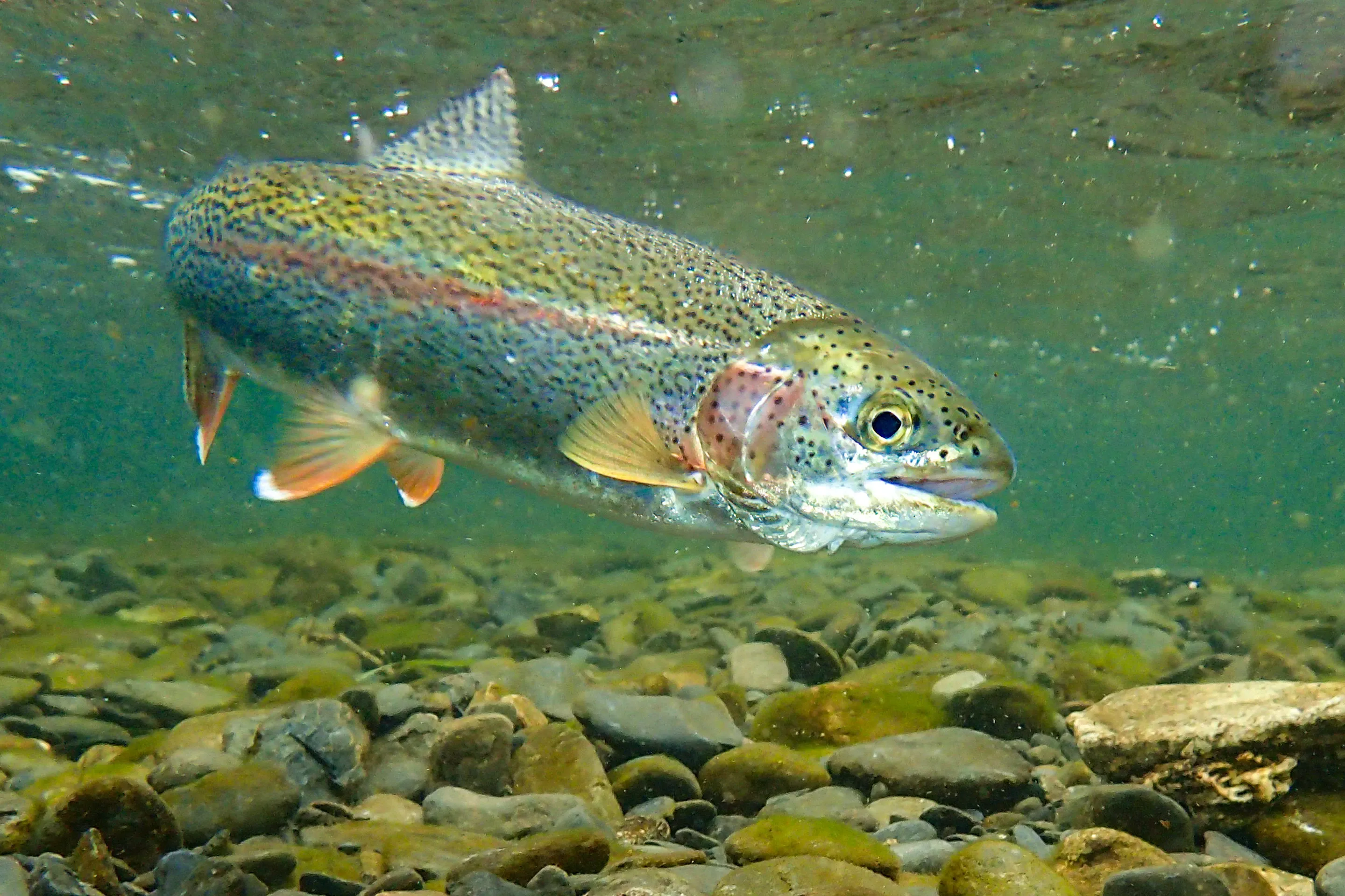 A rainbow trout swims just below the surface over a bed of smooth river pebbles. A rosy-pink stripe runs along its spotted silver side.