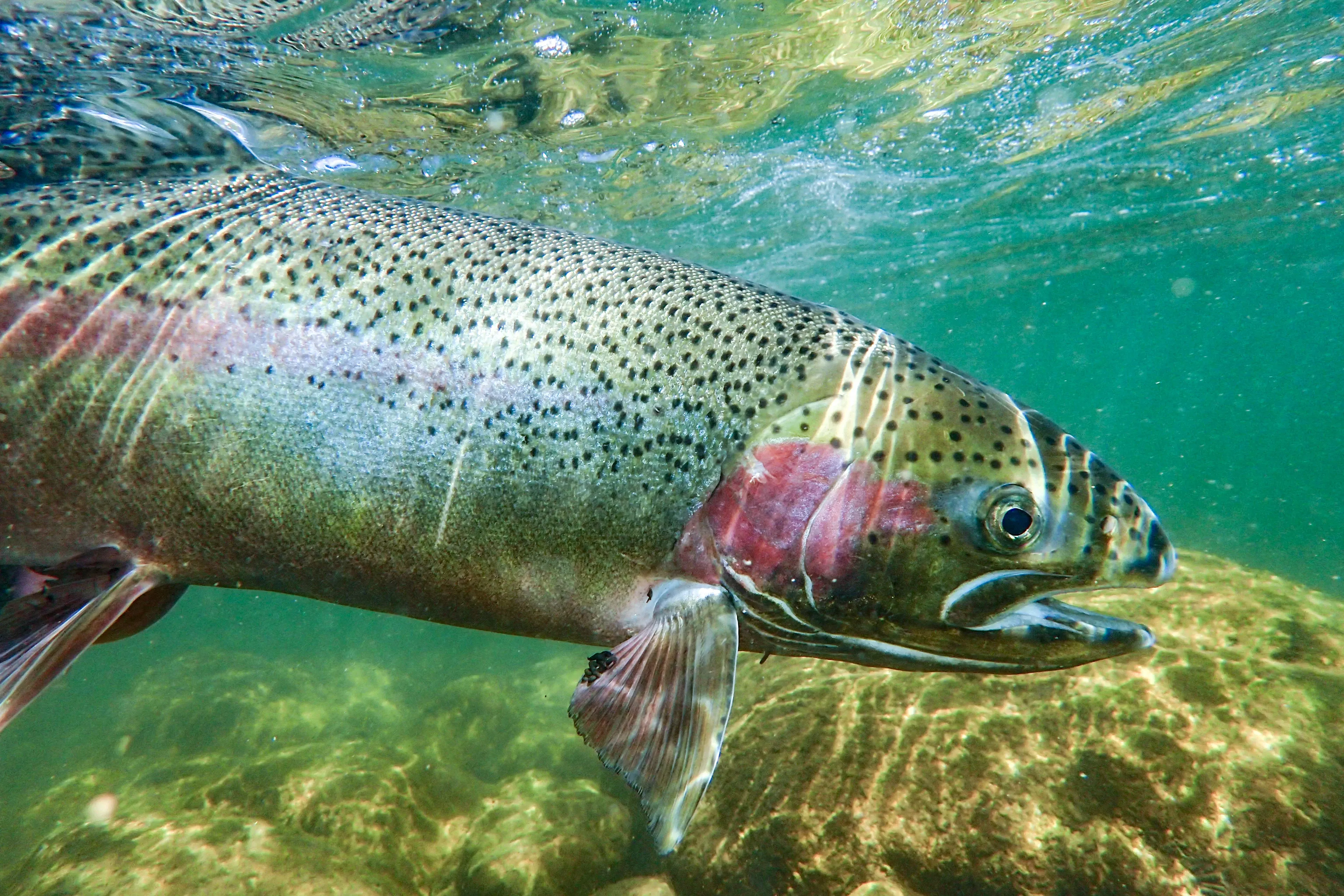A rainbow trout glides through sunlit river water, showing a bright pink stripe and tiny black spots as it passes over mossy rocks.