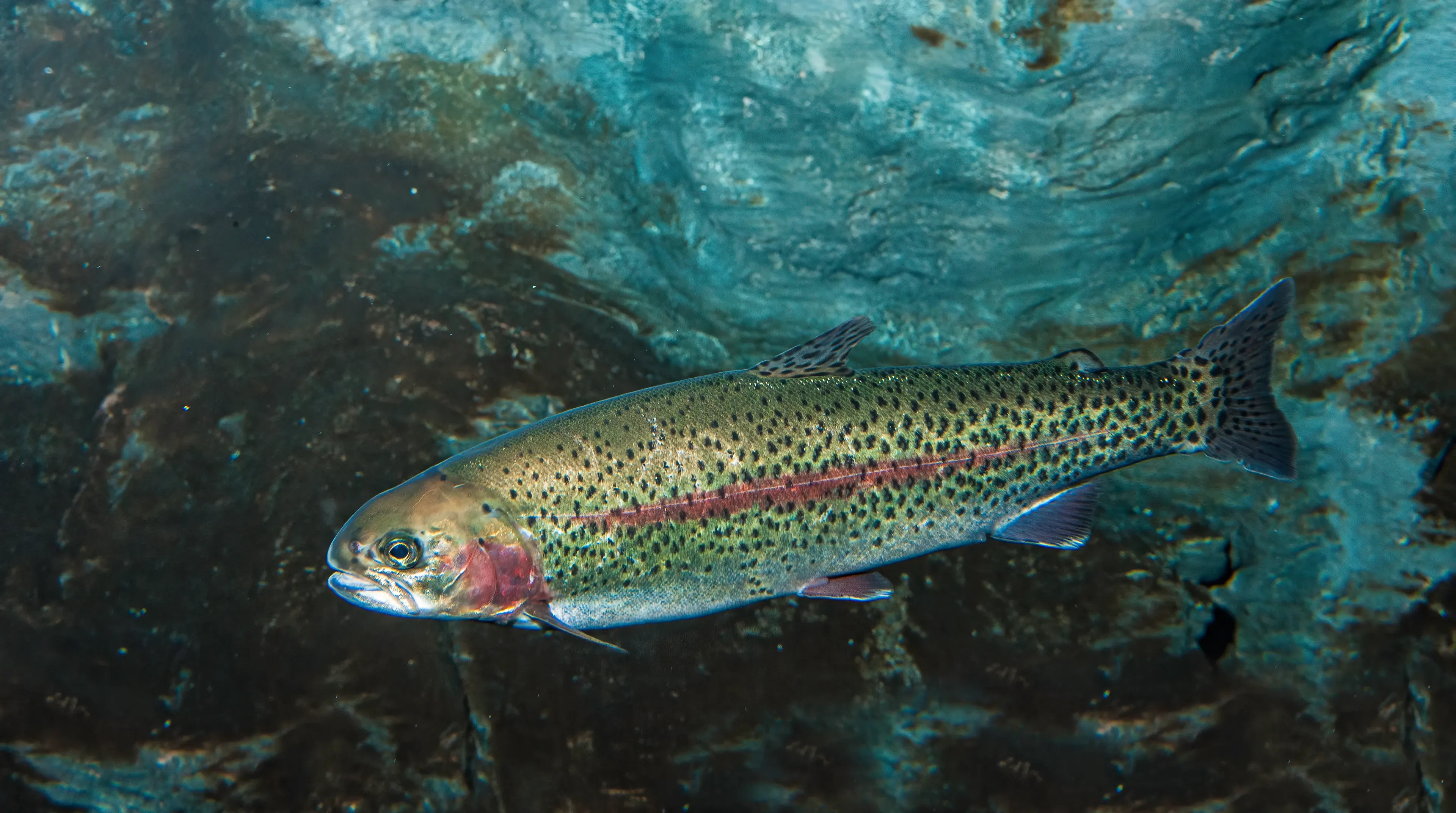 A rainbow trout swims through clear water, its silver body covered in black spots and a glowing pinkish-red stripe from head to tail.