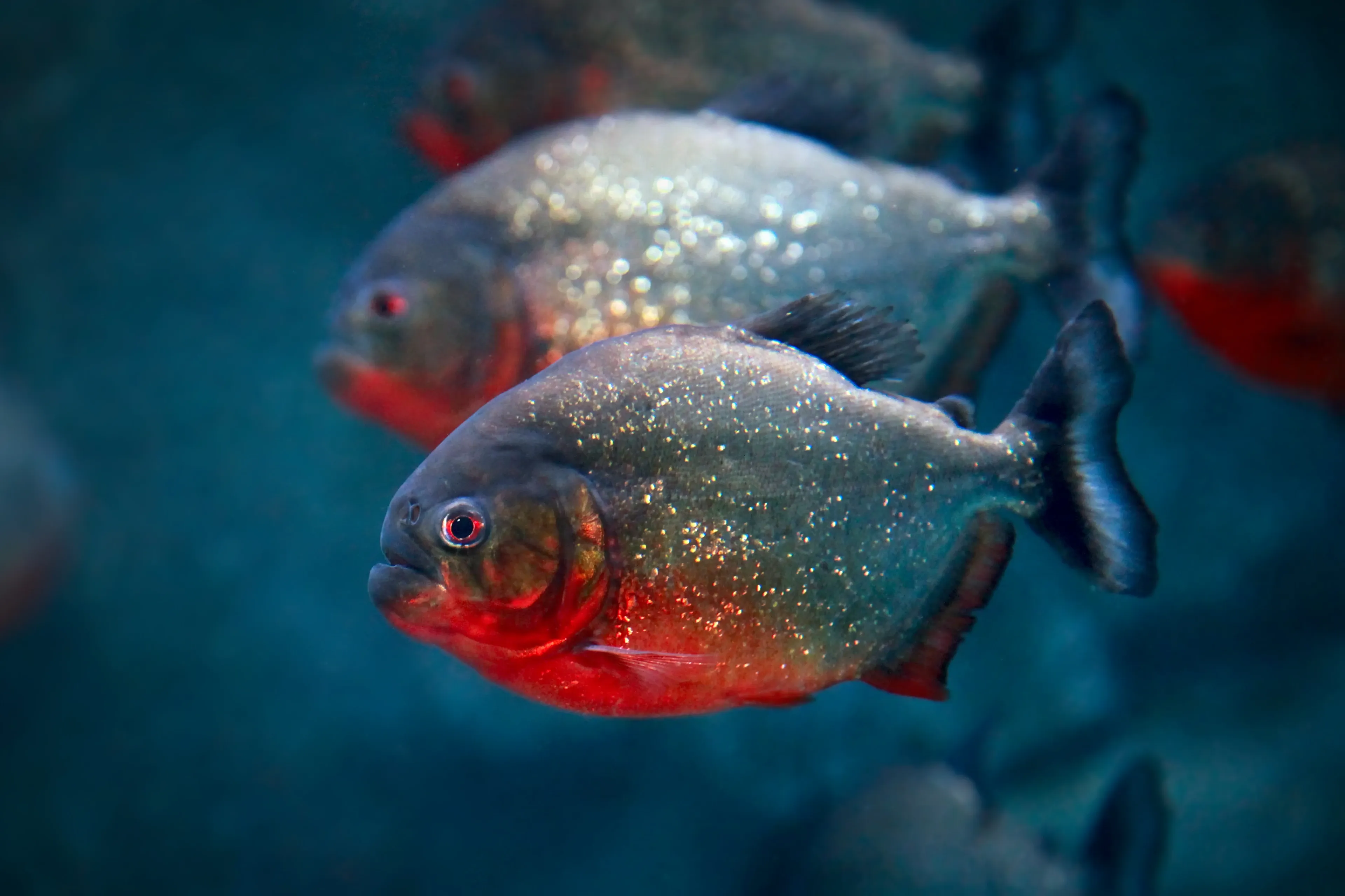 A red-bellied piranha with sparkly silver scales and a bright red belly swims through deep blue water while others follow close behind.