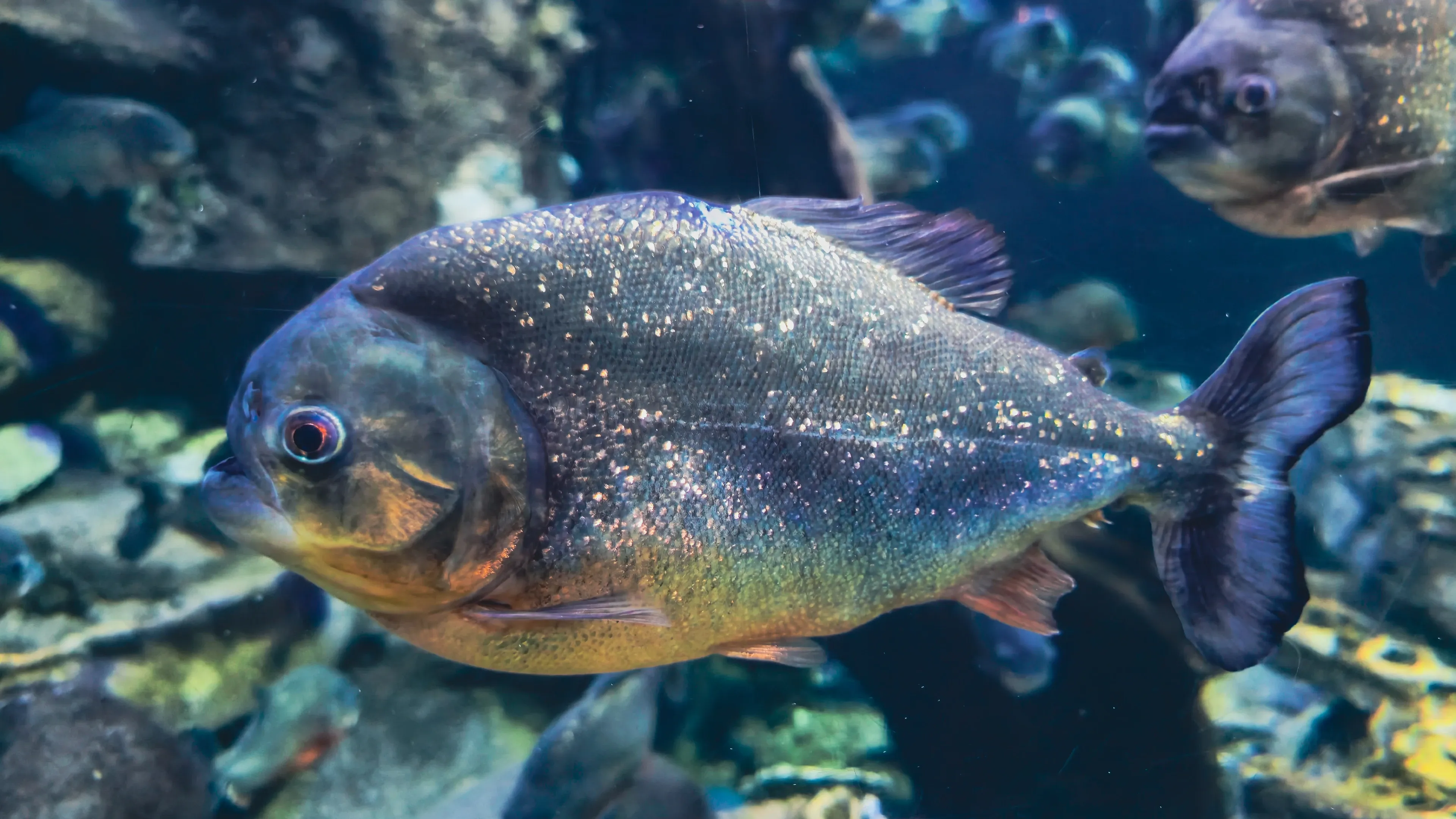 A red-bellied piranha swims through dark blue water, its silvery scales glittering and its belly glowing reddish-orange. Other piranhas drift among rocks behind it.