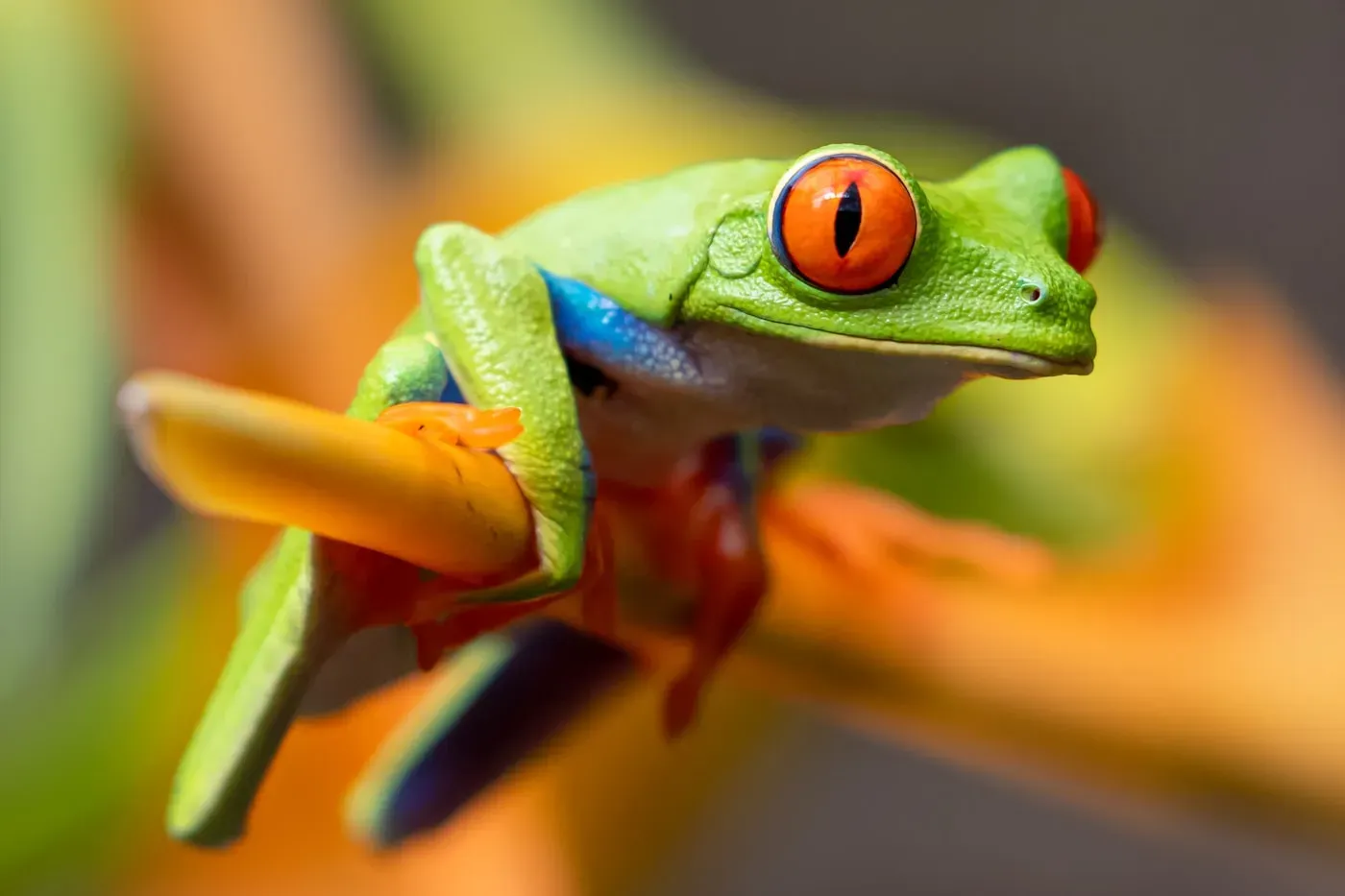 A bright green red-eyed tree frog with large red eyes, blue-and-cream striped sides and orange feet, perched on a stem.
