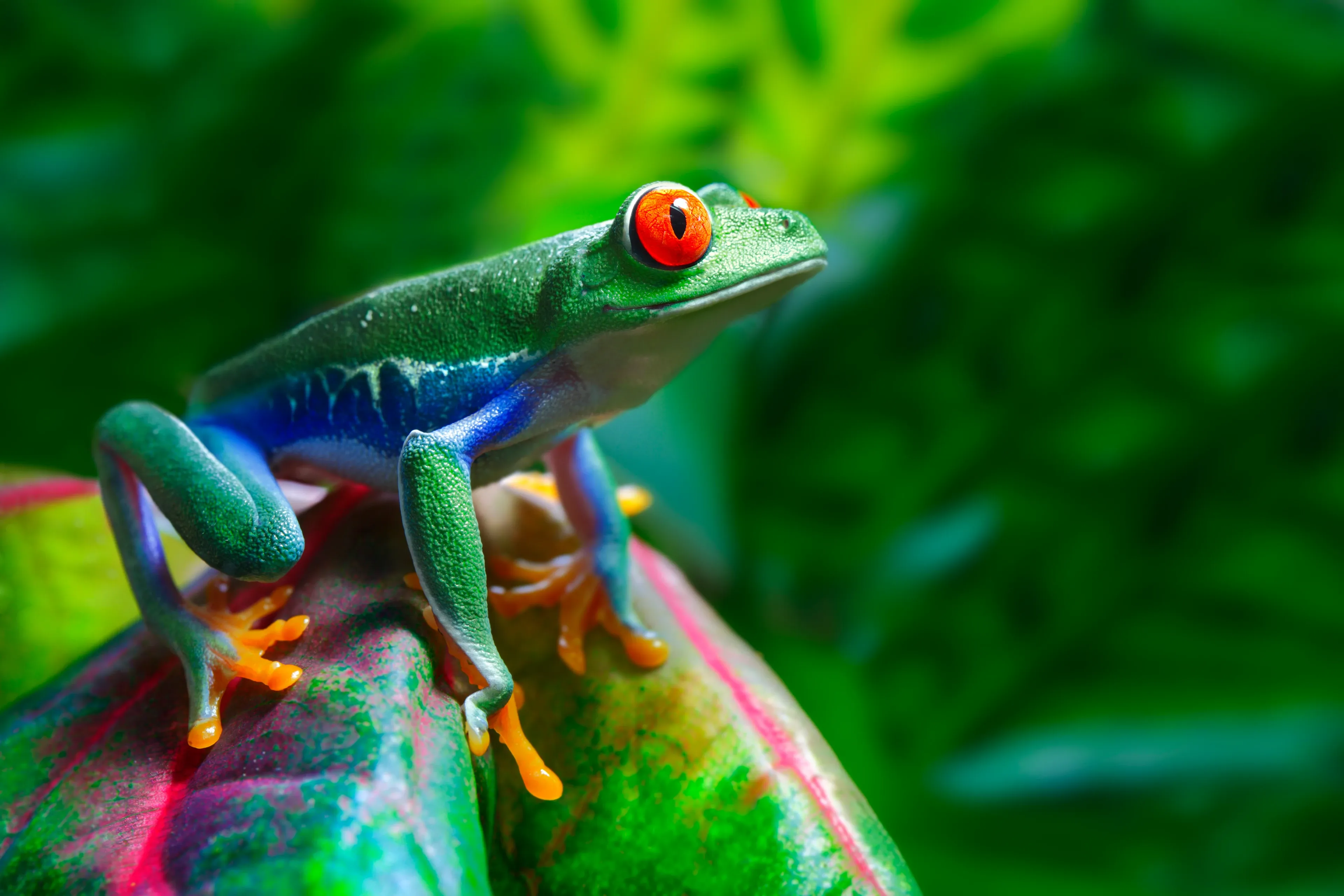A bright green red-eyed tree frog with blue flanks and orange toe pads perched on a tropical leaf with pink-red veins.