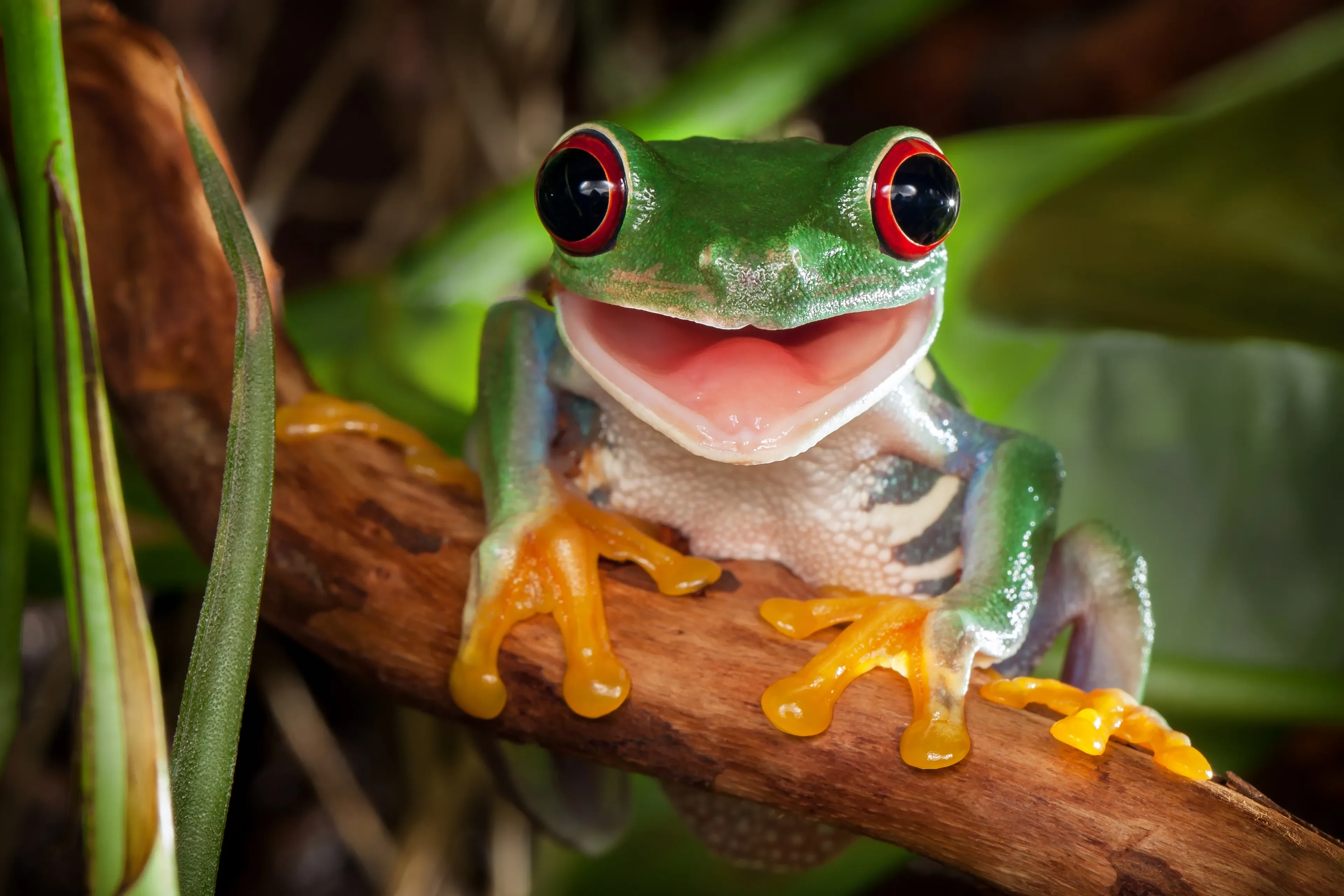 A red-eyed tree frog facing the camera on a branch with its mouth open, showing large red eyes and orange toe pads.
