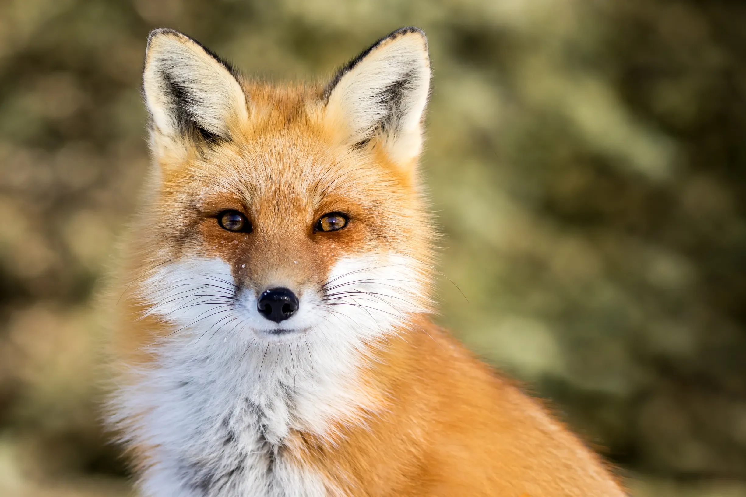 Close-up head-on portrait of a red fox looking directly at the camera, with amber eyes, white muzzle and chest, and a soft blurred green-brown background.