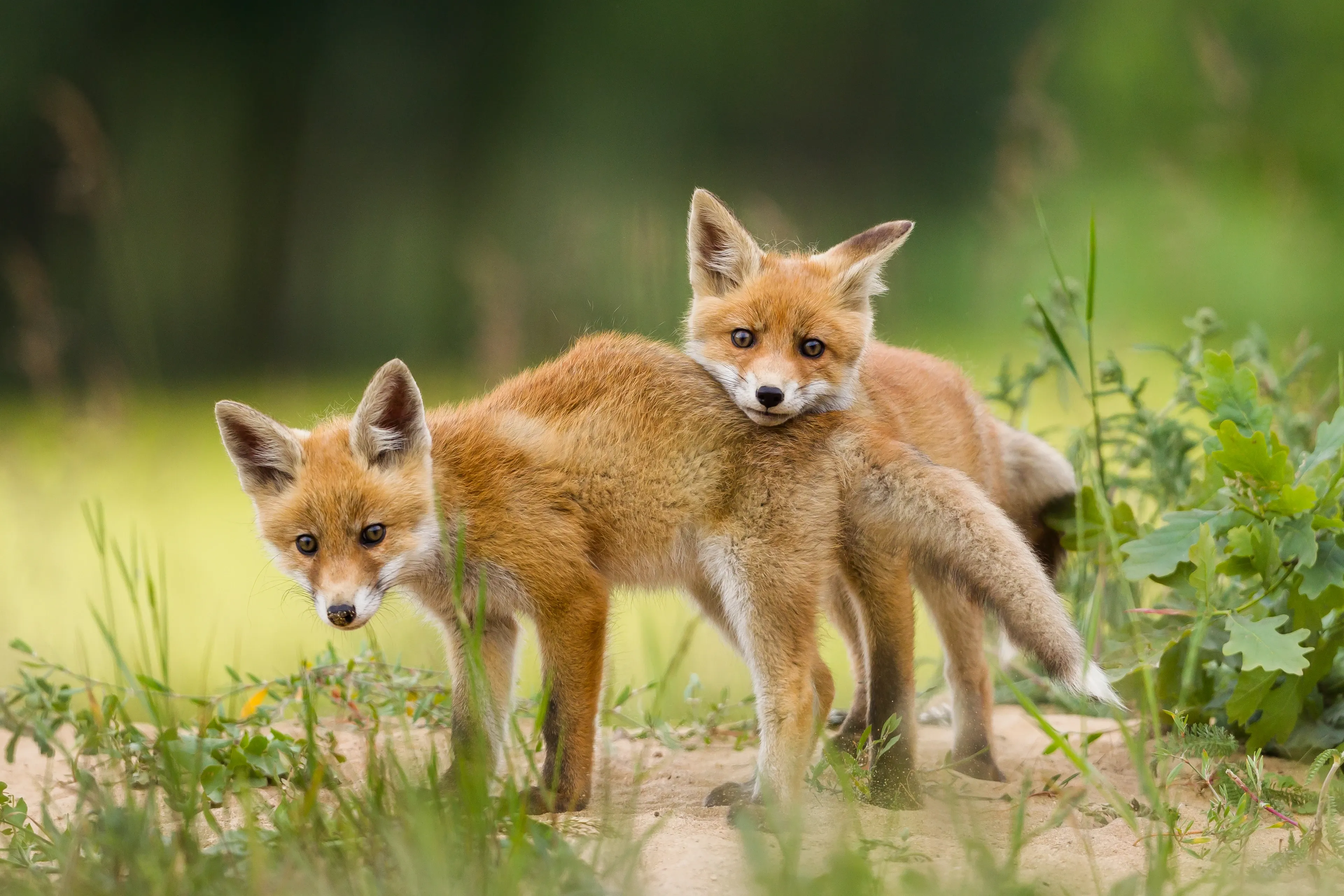 Two young red fox kits stand close together on sandy ground with sparse grass, one resting its chin on the other’s back, both looking toward the camera.