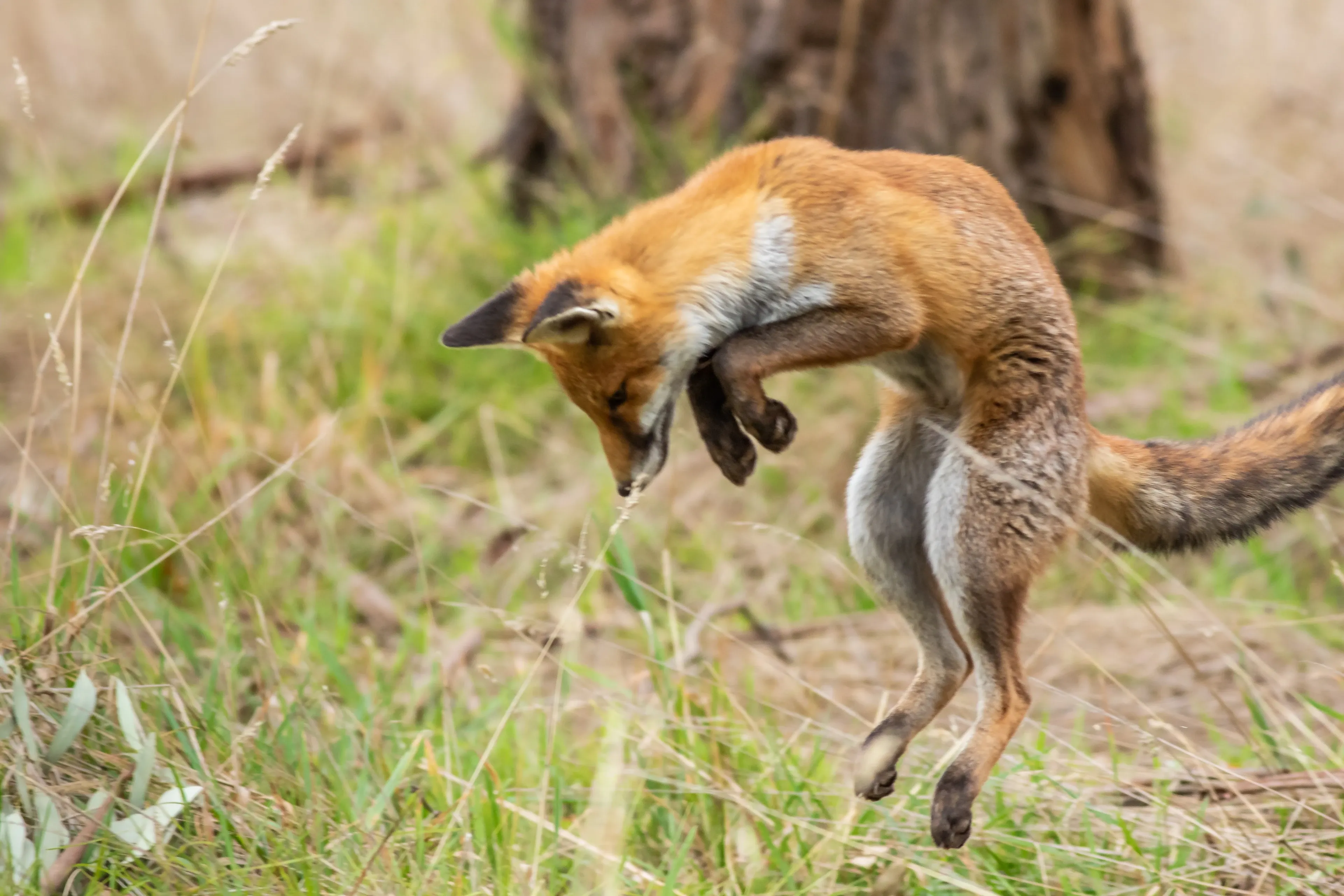 A red fox mid-pounce over dry meadow grass, body arched in the air with front legs tucked and head pointed down toward the ground.