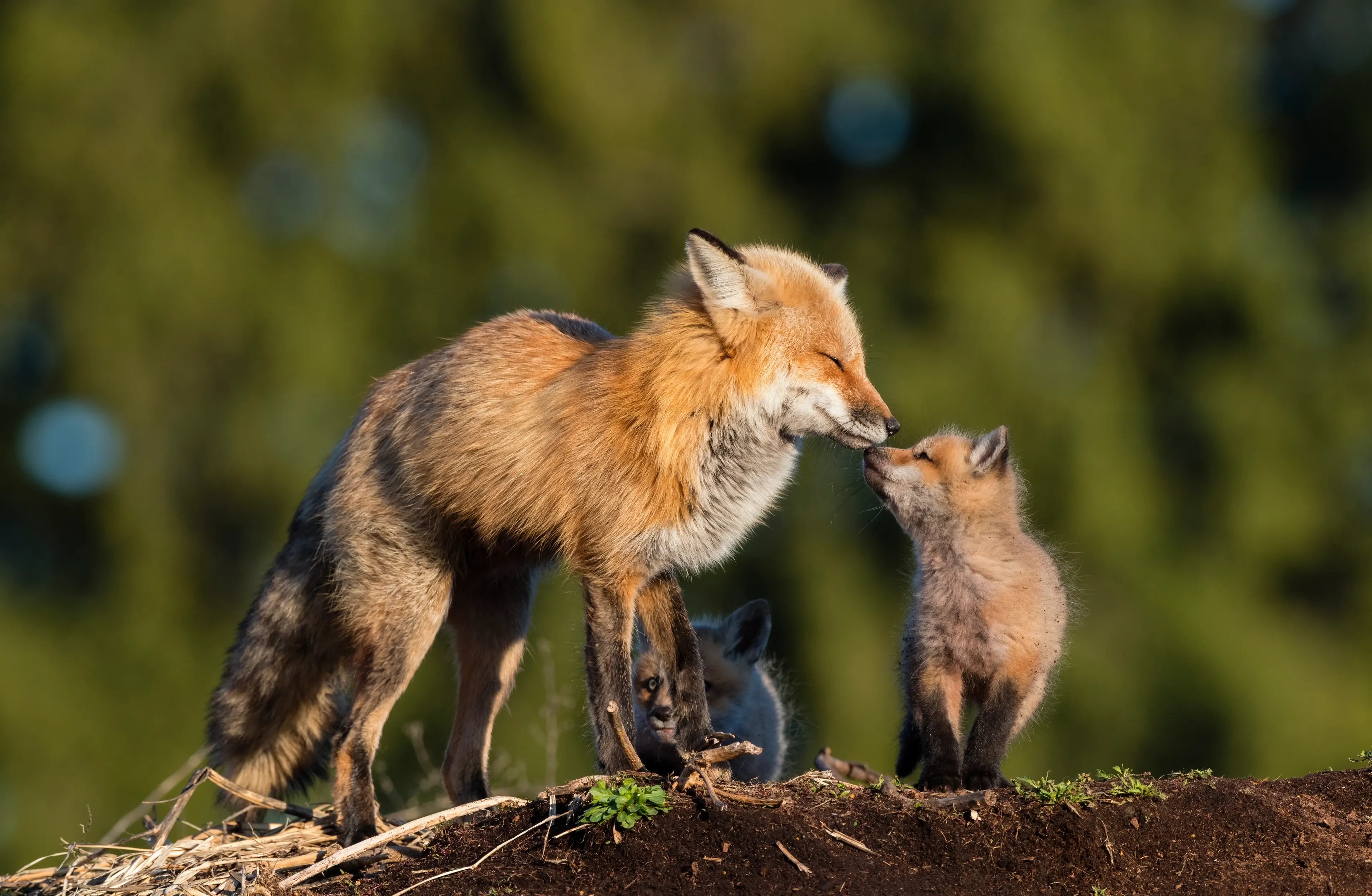 An adult red fox gently touches noses with a fluffy kit on an earth mound, while a second kit peeks from behind the adult’s legs in warm evening light.