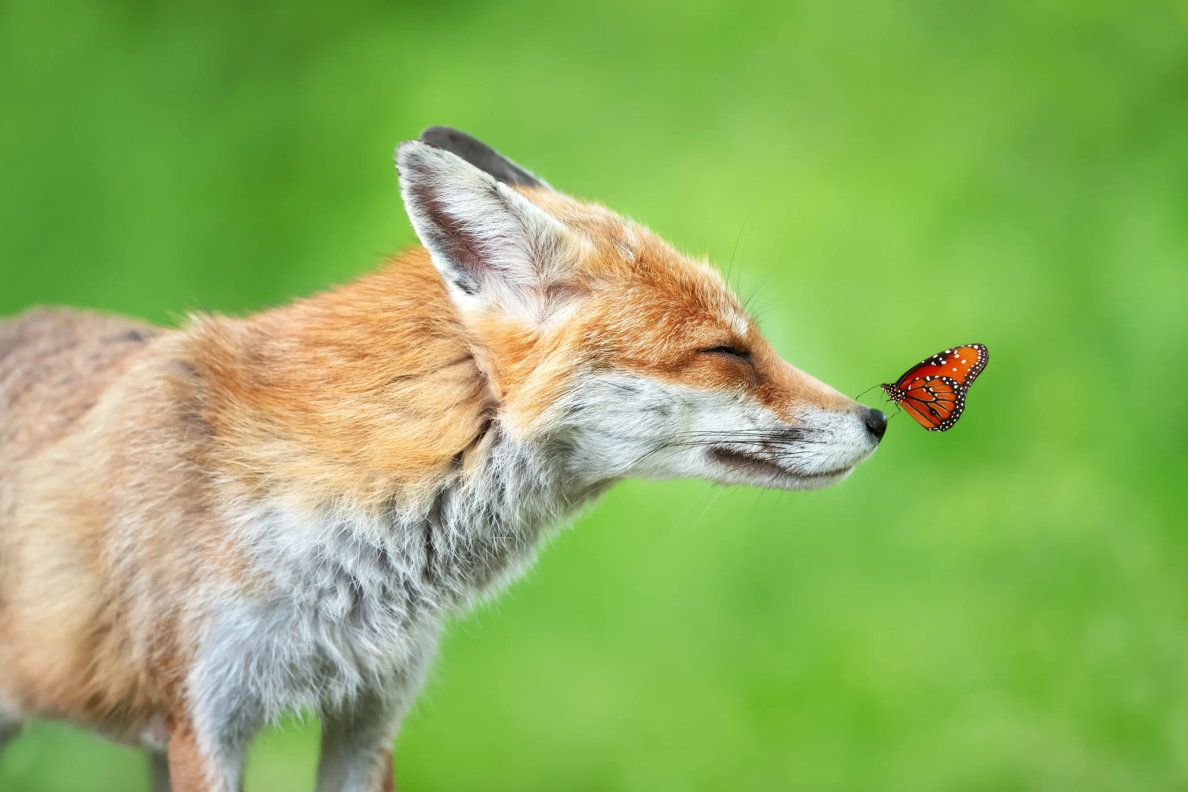 Profile close-up of a red fox with eyes closed and a monarch butterfly perched on the tip of its black nose against a soft lime-green background.