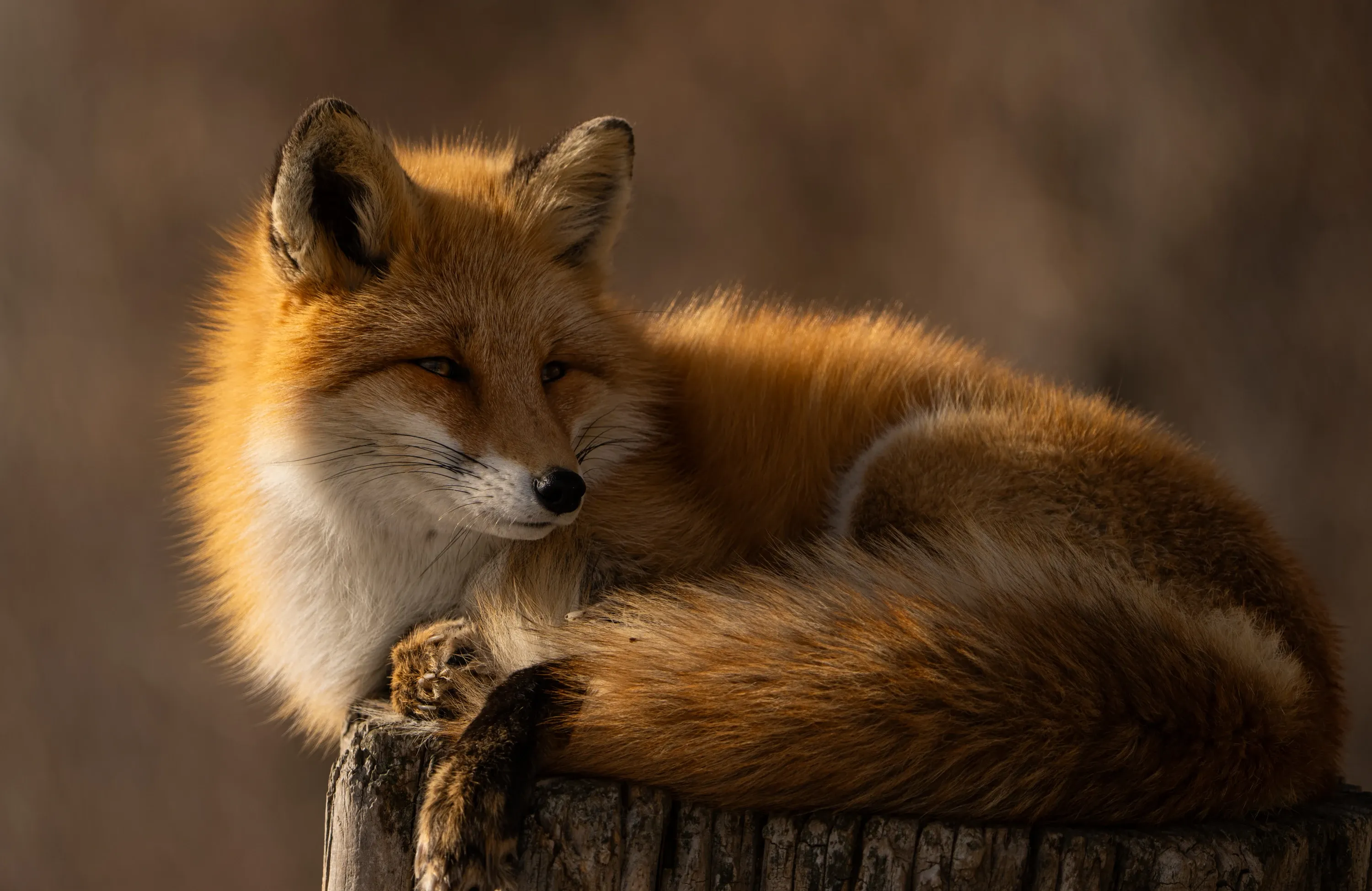 A red fox rests curled on a weathered wooden stump, eyes half-closed and bushy tail wrapped around its body in warm golden-hour light.