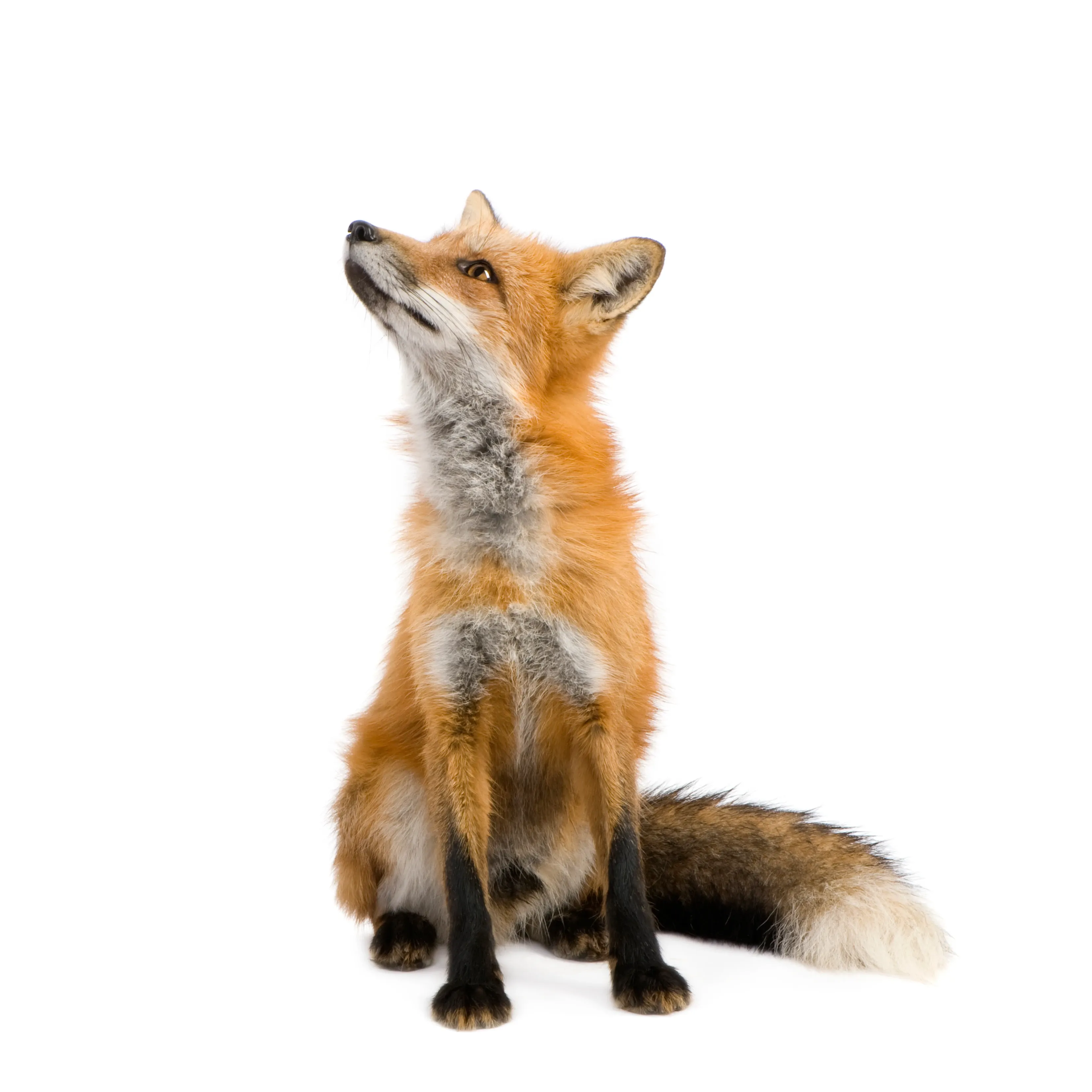 A red fox trotting across grass in profile, showing its rusty-orange coat, black lower legs and bushy white-tipped tail.