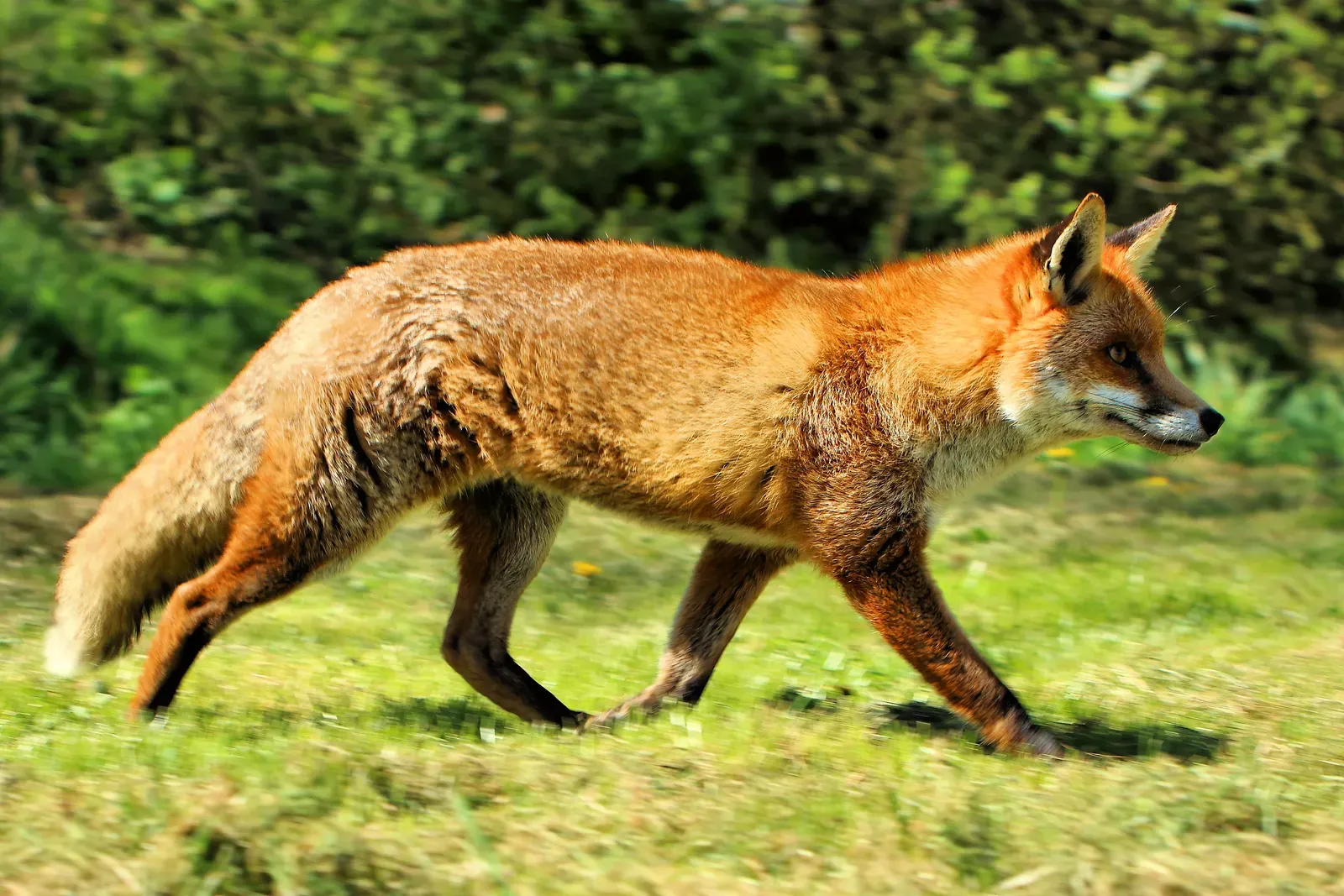 A red fox trotting across grass in profile, showing its rusty-orange coat, black lower legs and bushy white-tipped tail.