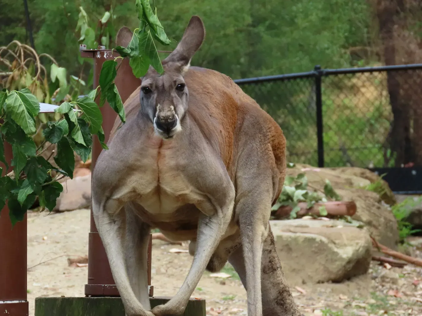 A muscular male red kangaroo with a rusty-red coat and black-and-white muzzle markings standing upright and facing the camera.