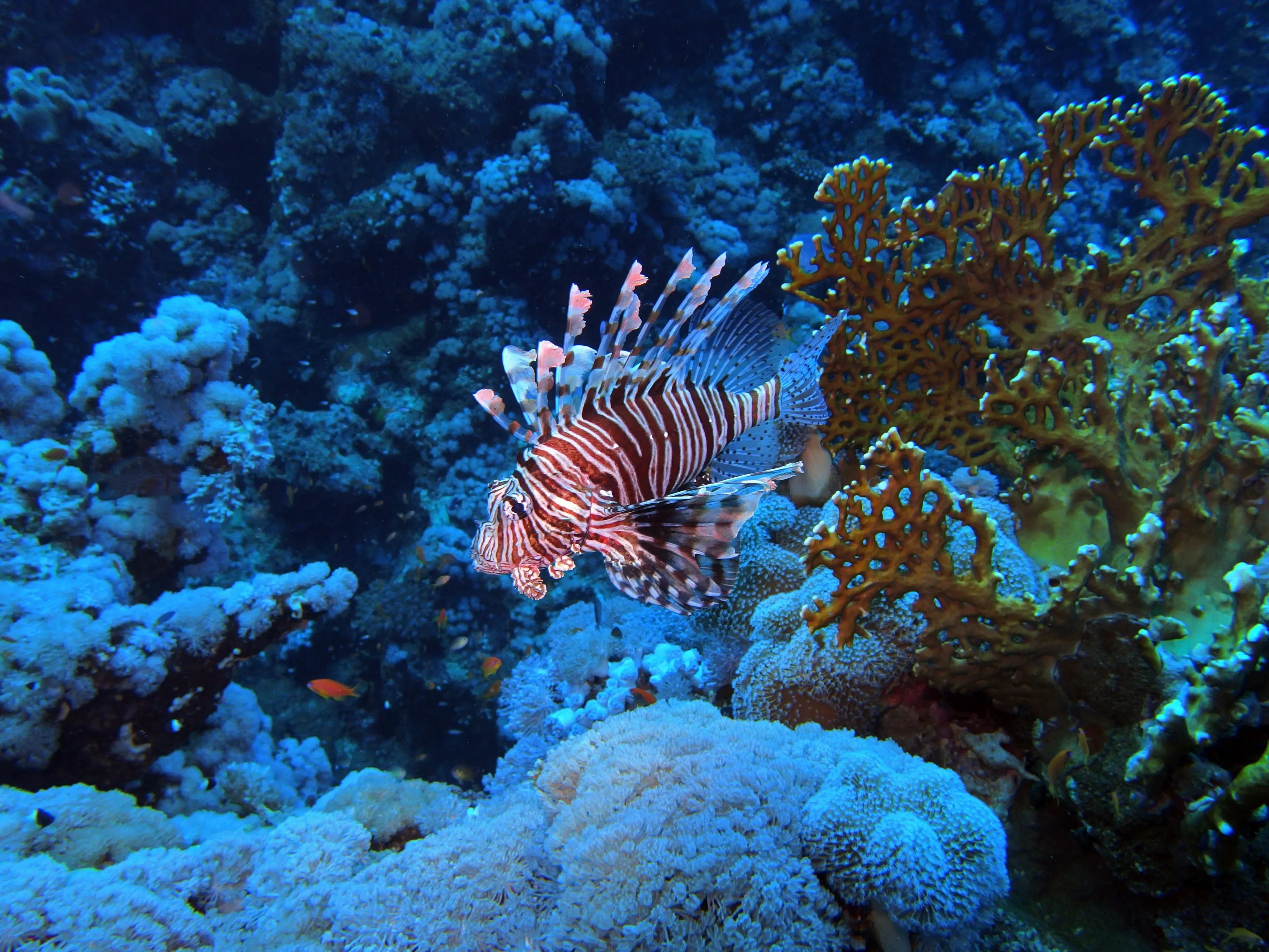 A red lionfish fans out its long spiky fins as it glides past golden-yellow coral on a reef. Bold red and white stripes cover its body.