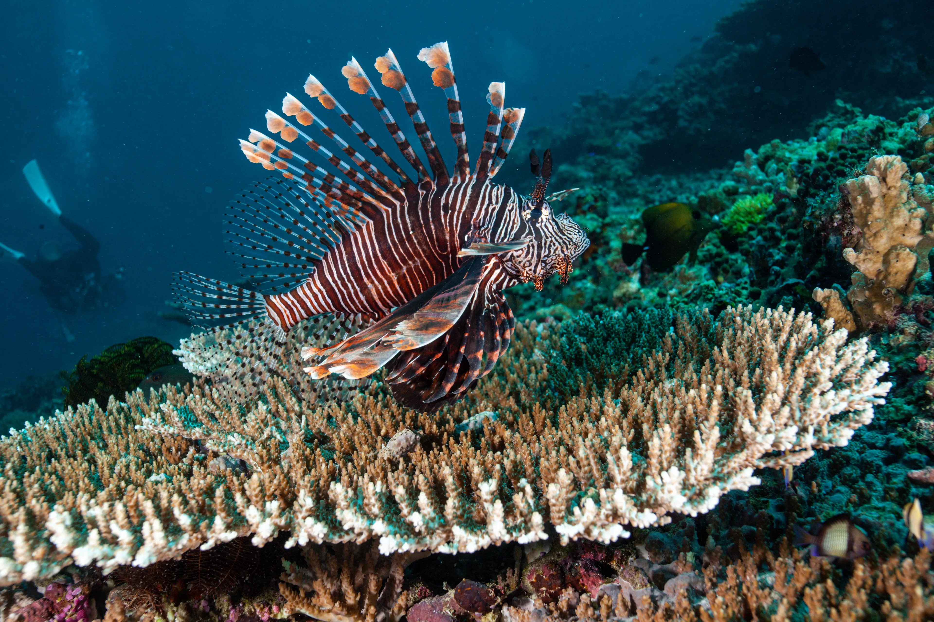 A red lionfish hovers over branching table coral with its striped spines and wing-like fins fully spread. Colorful reef corals sit in the blue water below.