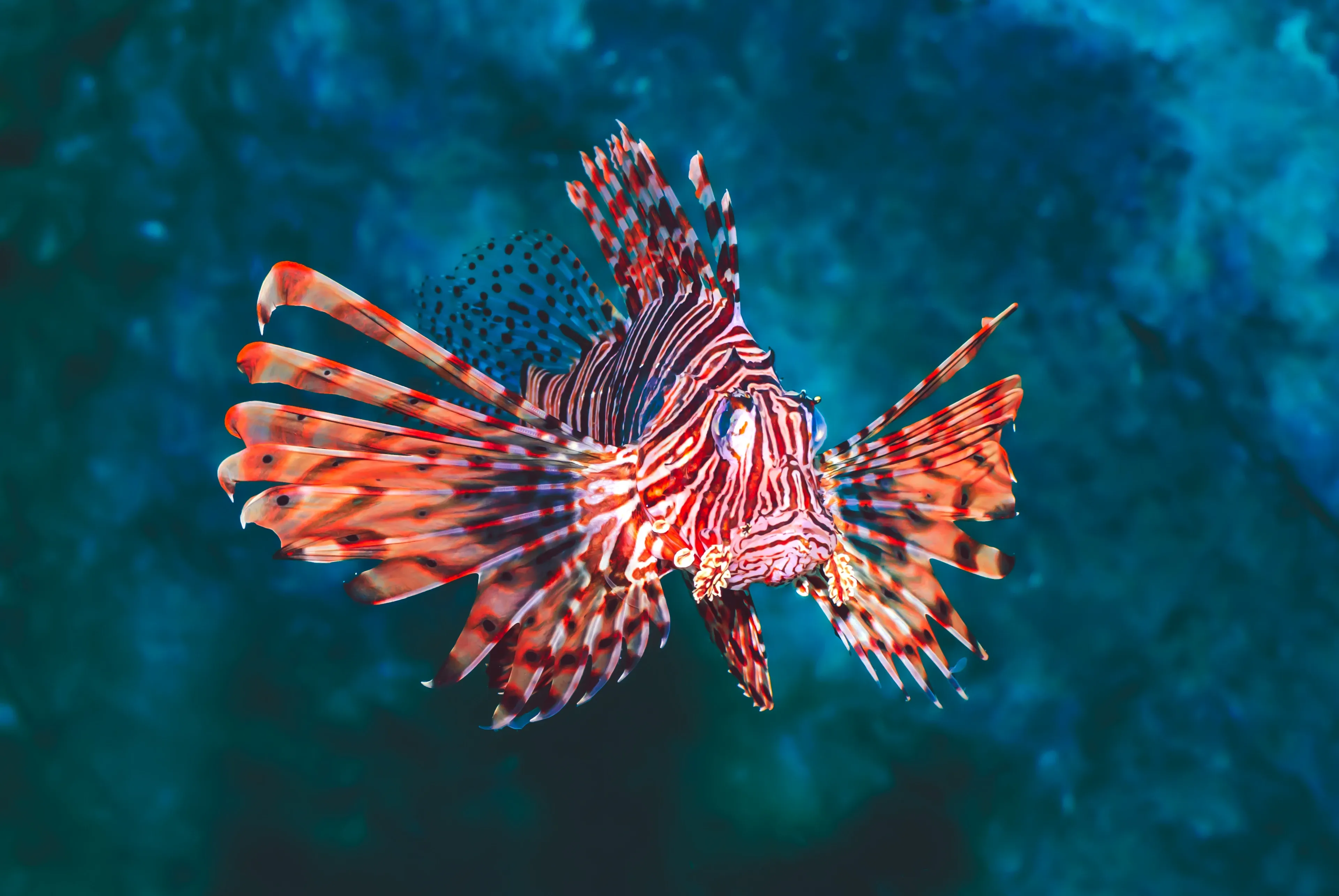 A red lionfish faces forward in deep blue water, its striped fan-like fins and tall back spines spread wide.