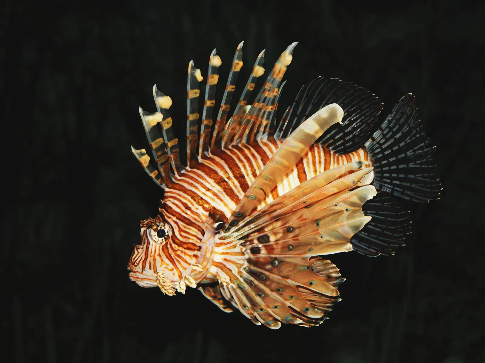 A red lionfish against a dark background, showing its bold red-and-white stripes and fan of long feathery spined fins.