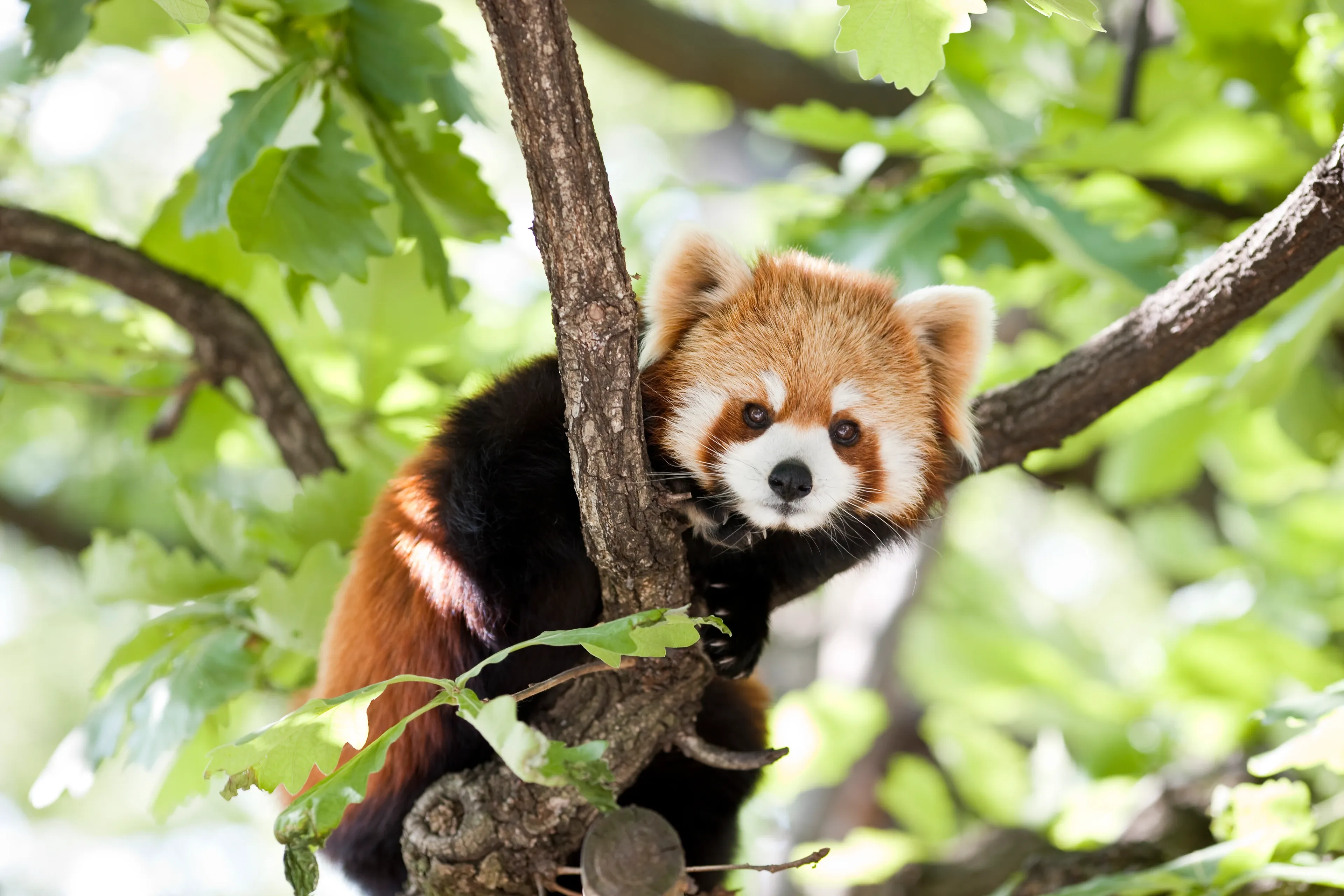 Red panda between tree branches surrounded by bright green leaves.