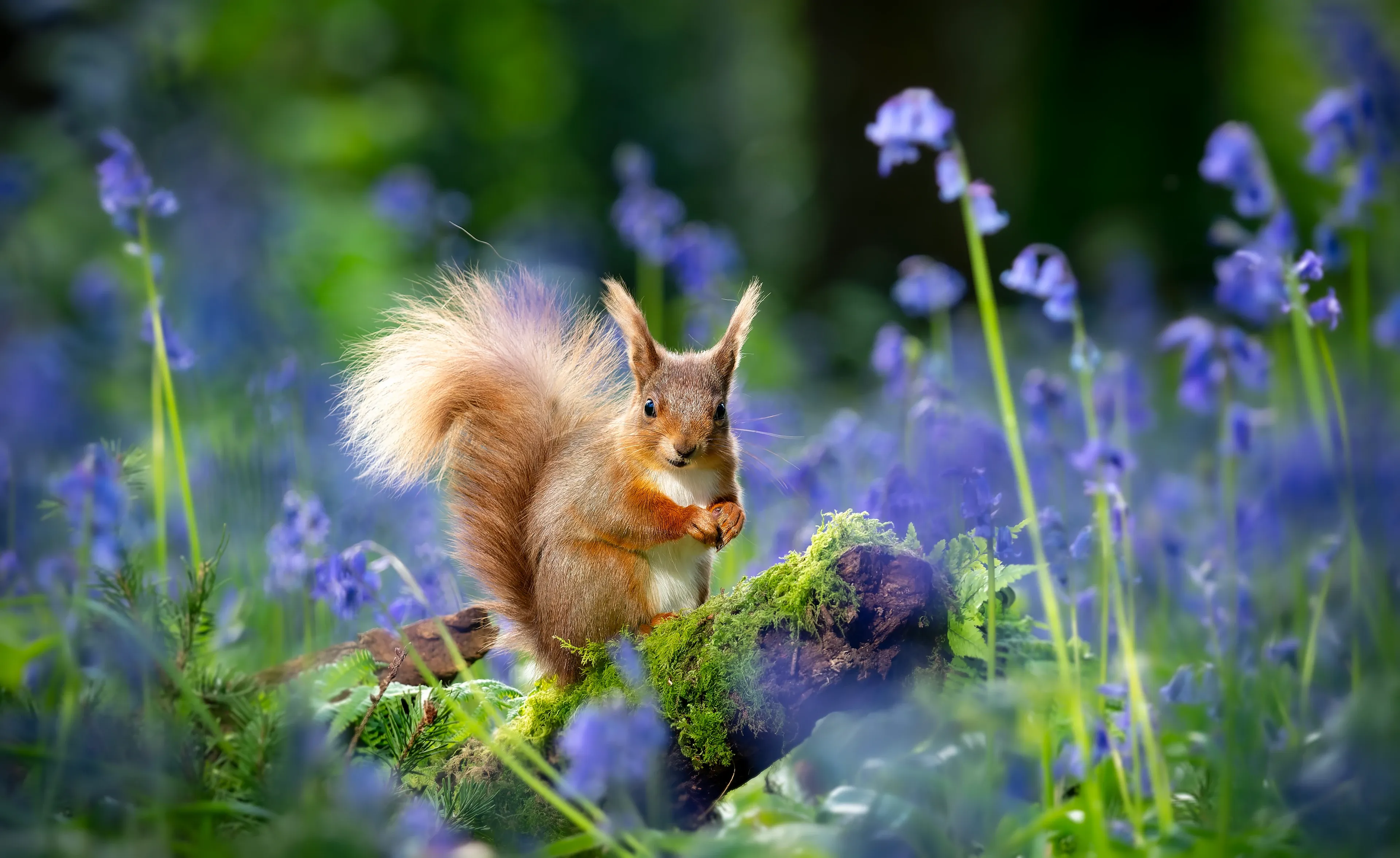 A red squirrel sits on a mossy log among purple-blue woodland flowers, holding its paws near its chin. Tufted ears and a bushy tail stand out against the green forest.