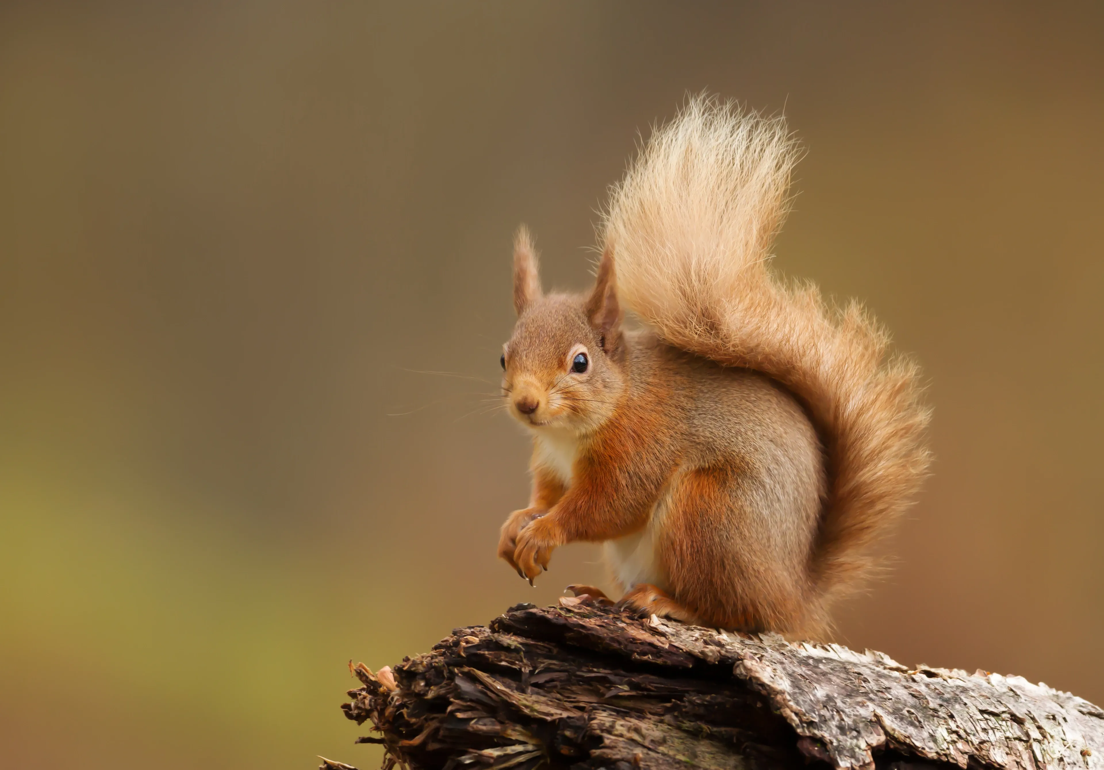 A red squirrel perches on a rough log in the woods, hunched with its bushy tail curled up and front paws tucked near its chest.