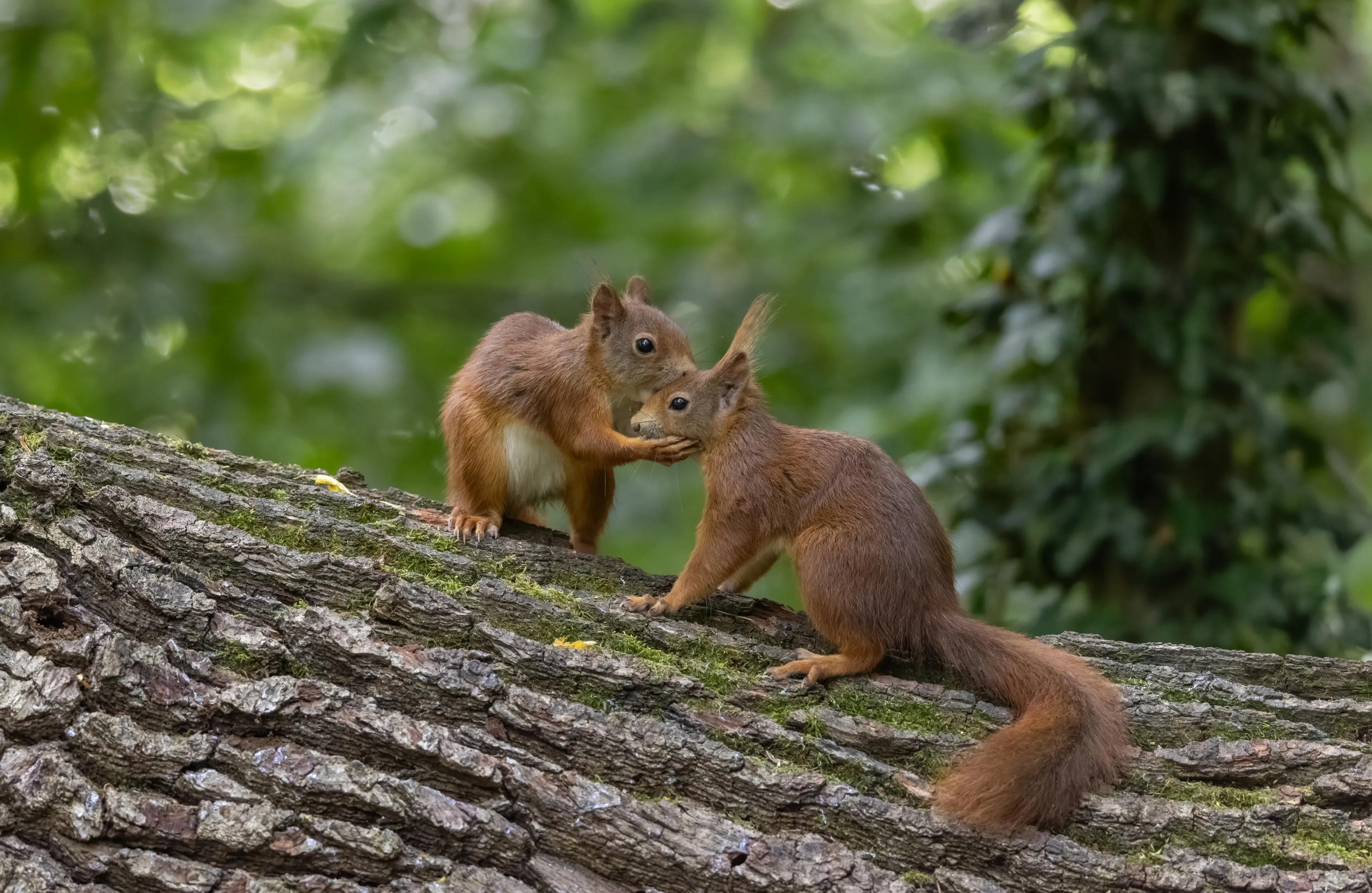 Two red squirrels meet on a mossy tree branch. One stands up and gently touches the other's face with a tiny paw.