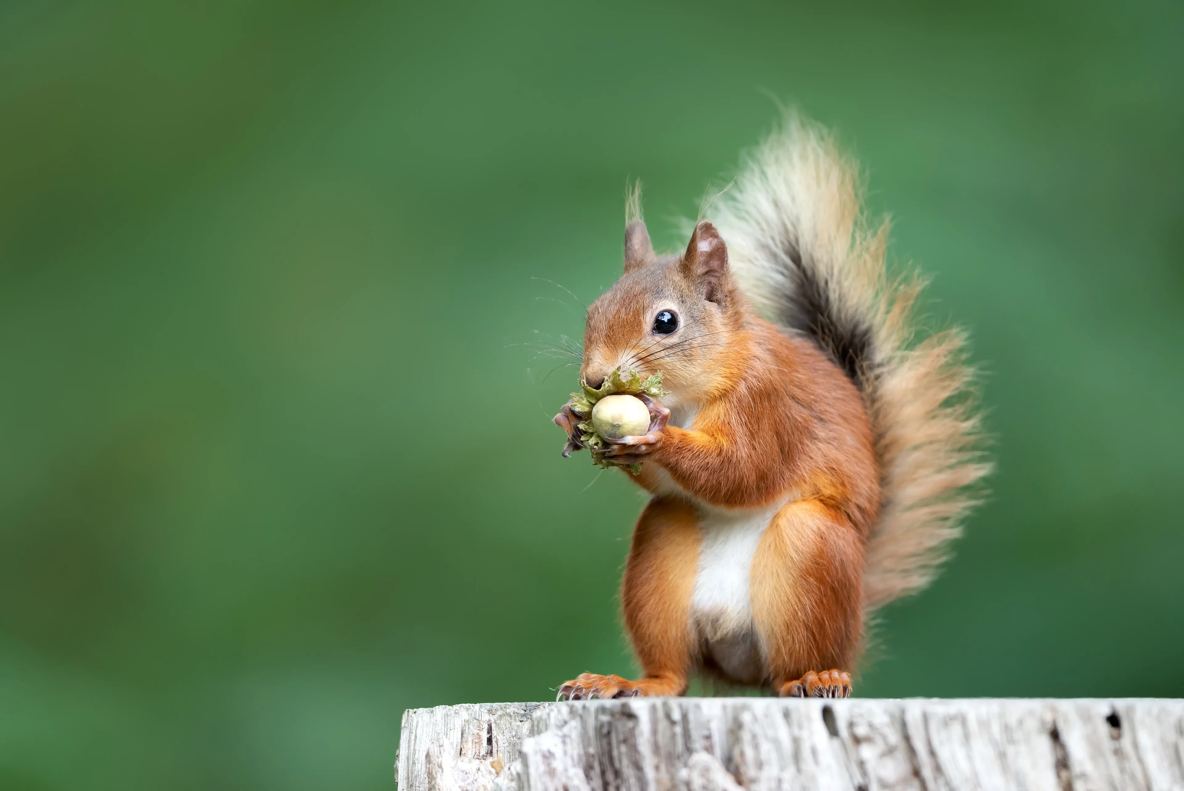 A red squirrel stands on a weathered tree stump, holding a round nut in a leafy husk with its front paws, ready to nibble.