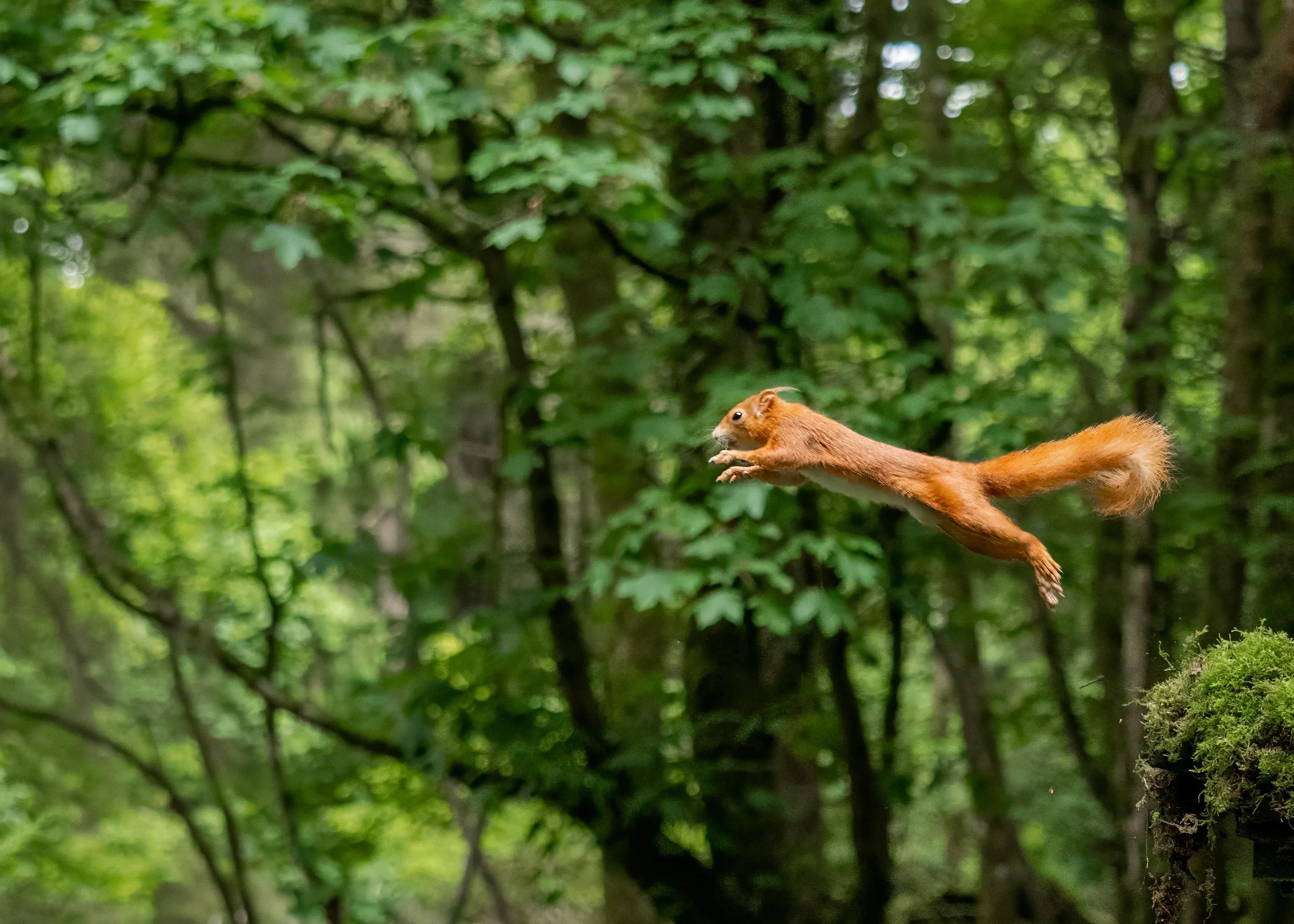 A red squirrel leaps through the air in a green forest, body stretched out and bushy tail streaming behind as it leaves a mossy branch.