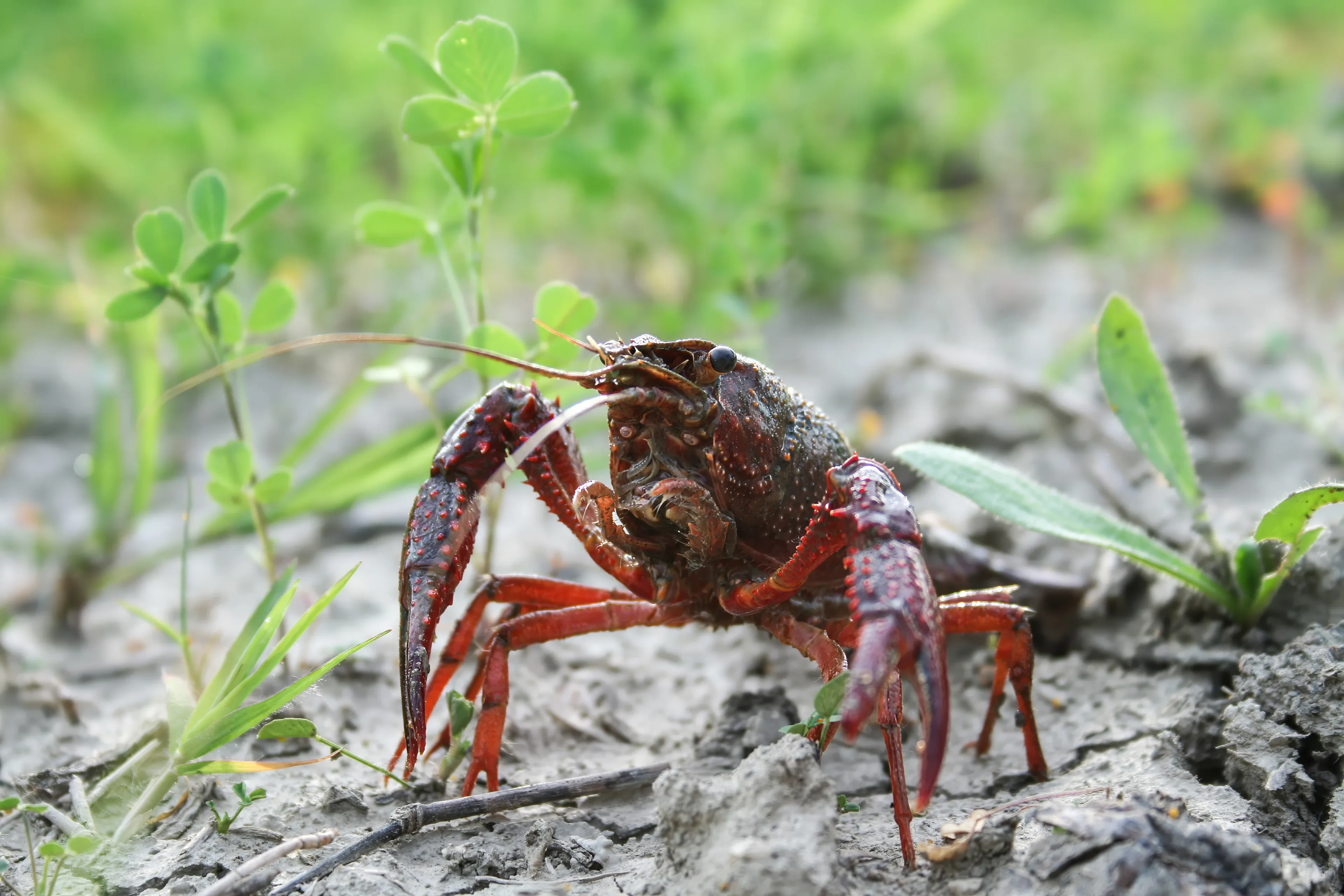 A red swamp crayfish crawls across dry, cracked mud with its bumpy pincers held out in front. Tiny green clover sprouts grow nearby.