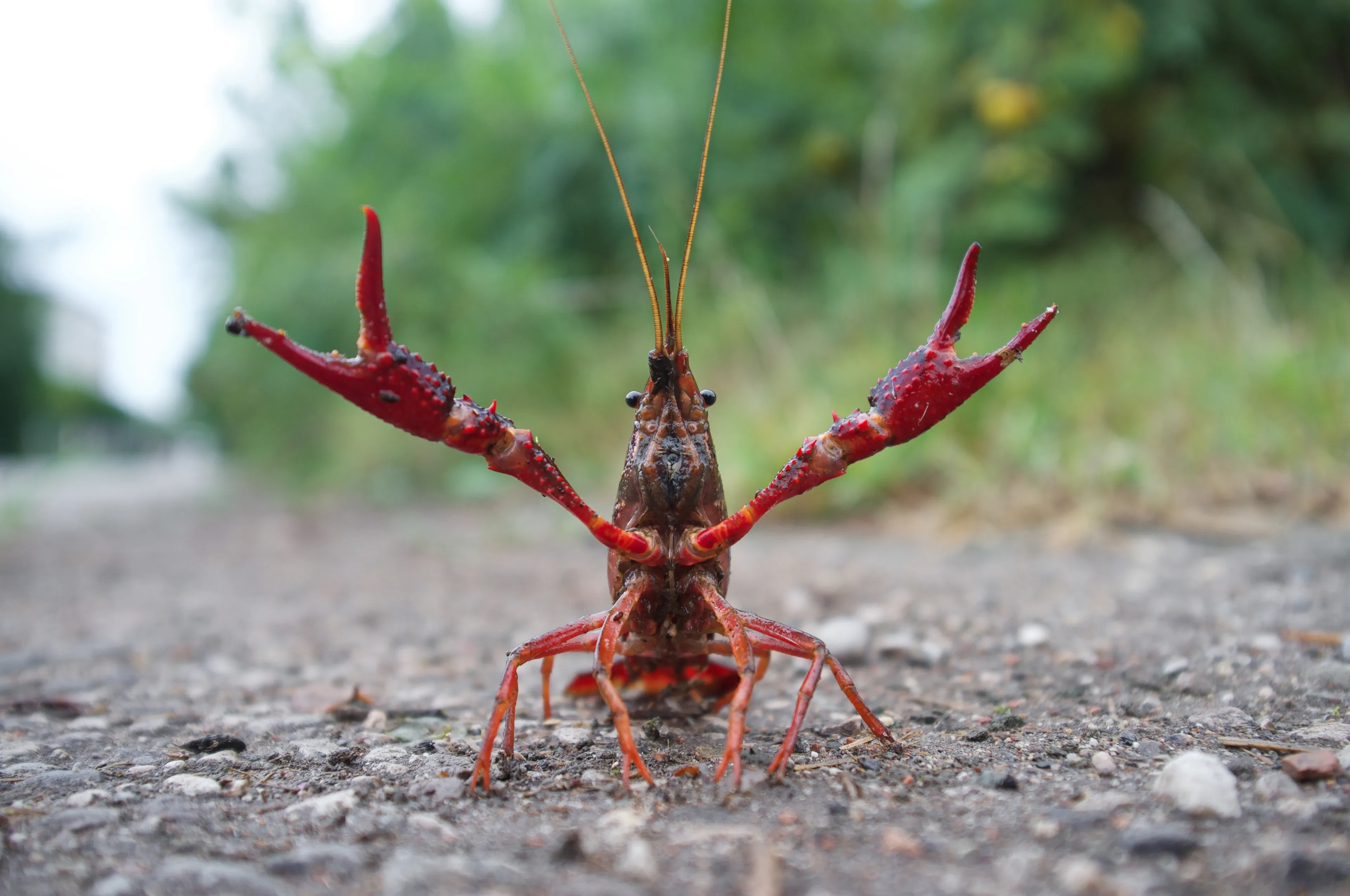 A red swamp crayfish stands on a pebbly path with both bright red claws raised high and long antennae pointing up.