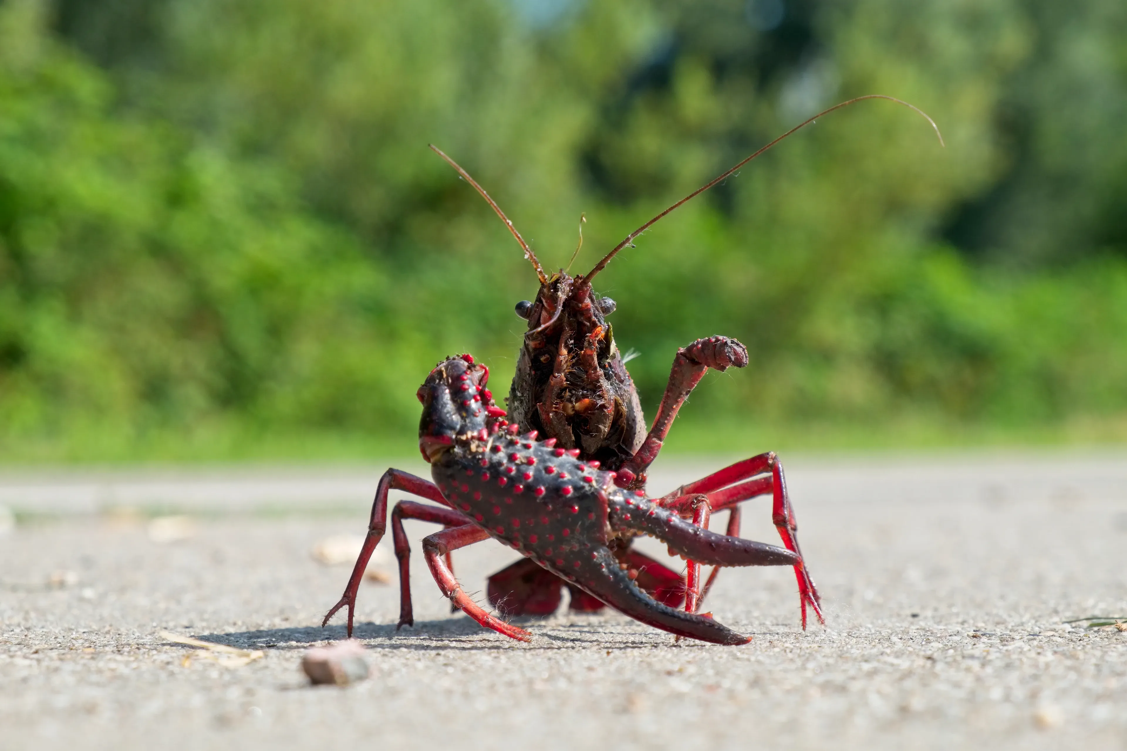 A red swamp crayfish stands on a paved path, one spotted pincer raised and long antennae pointing outward.