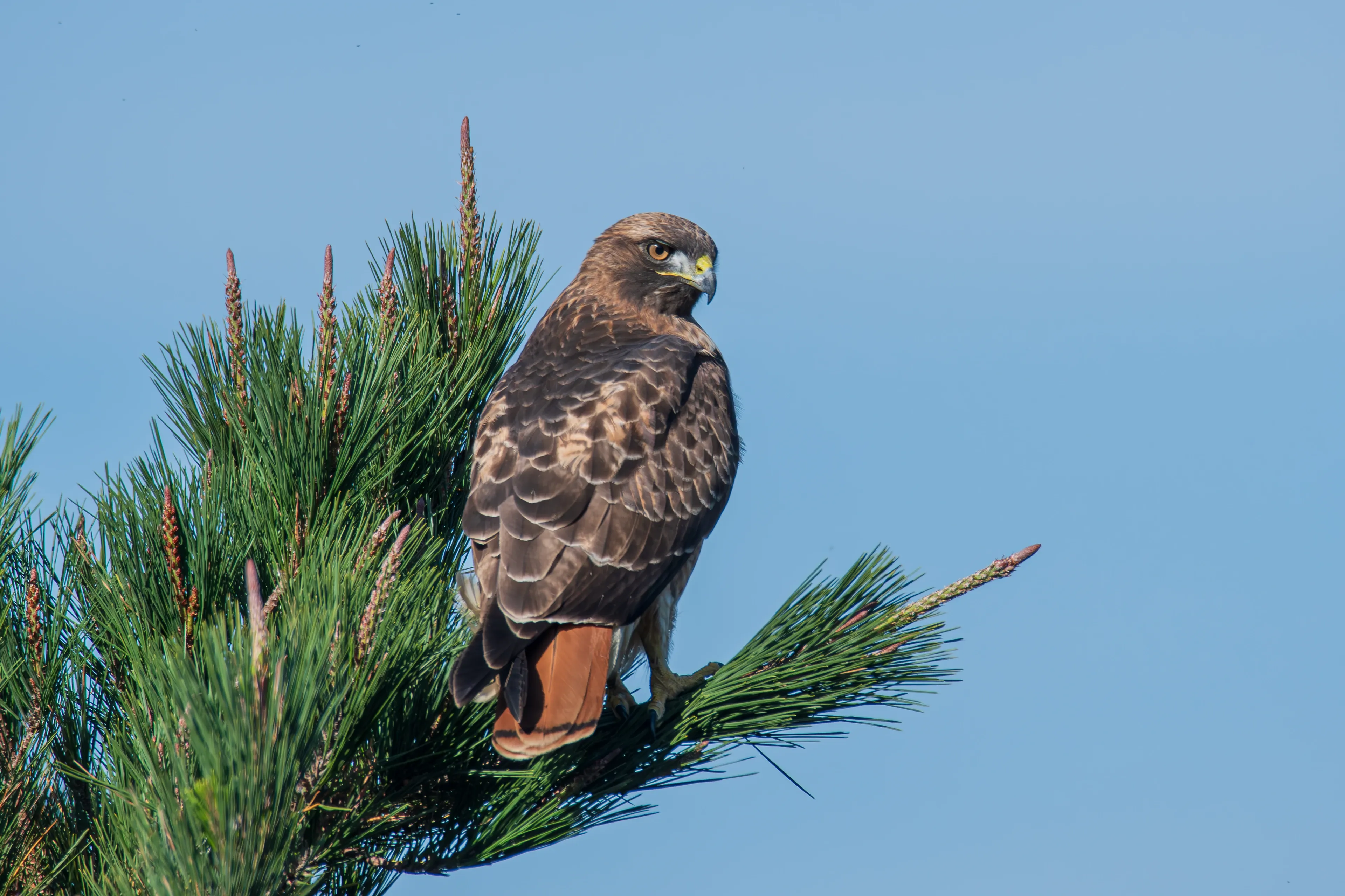 A red-tailed hawk perches on a pine branch and looks back over its shoulder against a clear blue sky. Its reddish-orange tail shows beneath folded brown wings.