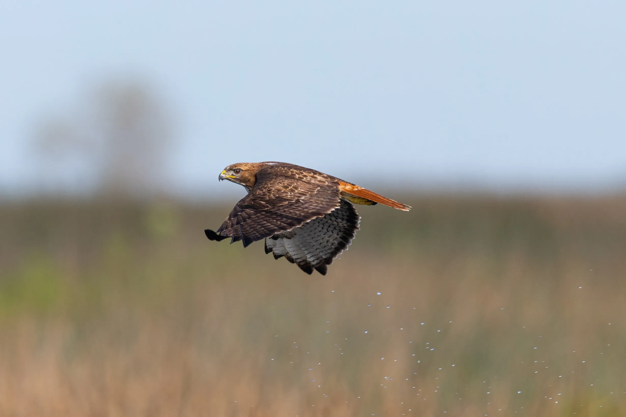 A red-tailed hawk glides low over a golden grassy field, wings dipping downward and its reddish-orange tail flashing.