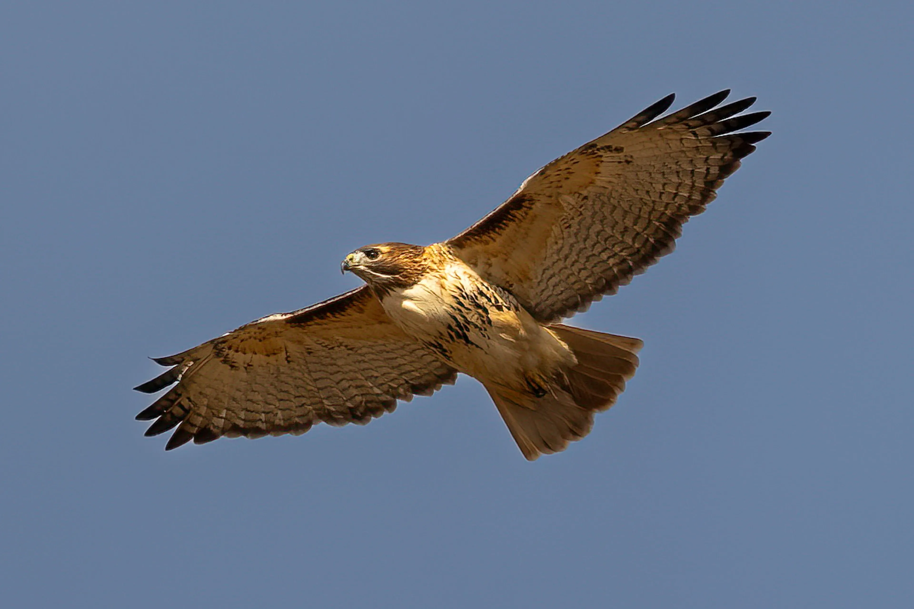 A red-tailed hawk soars high in a bright blue sky with its patterned wings spread wide.