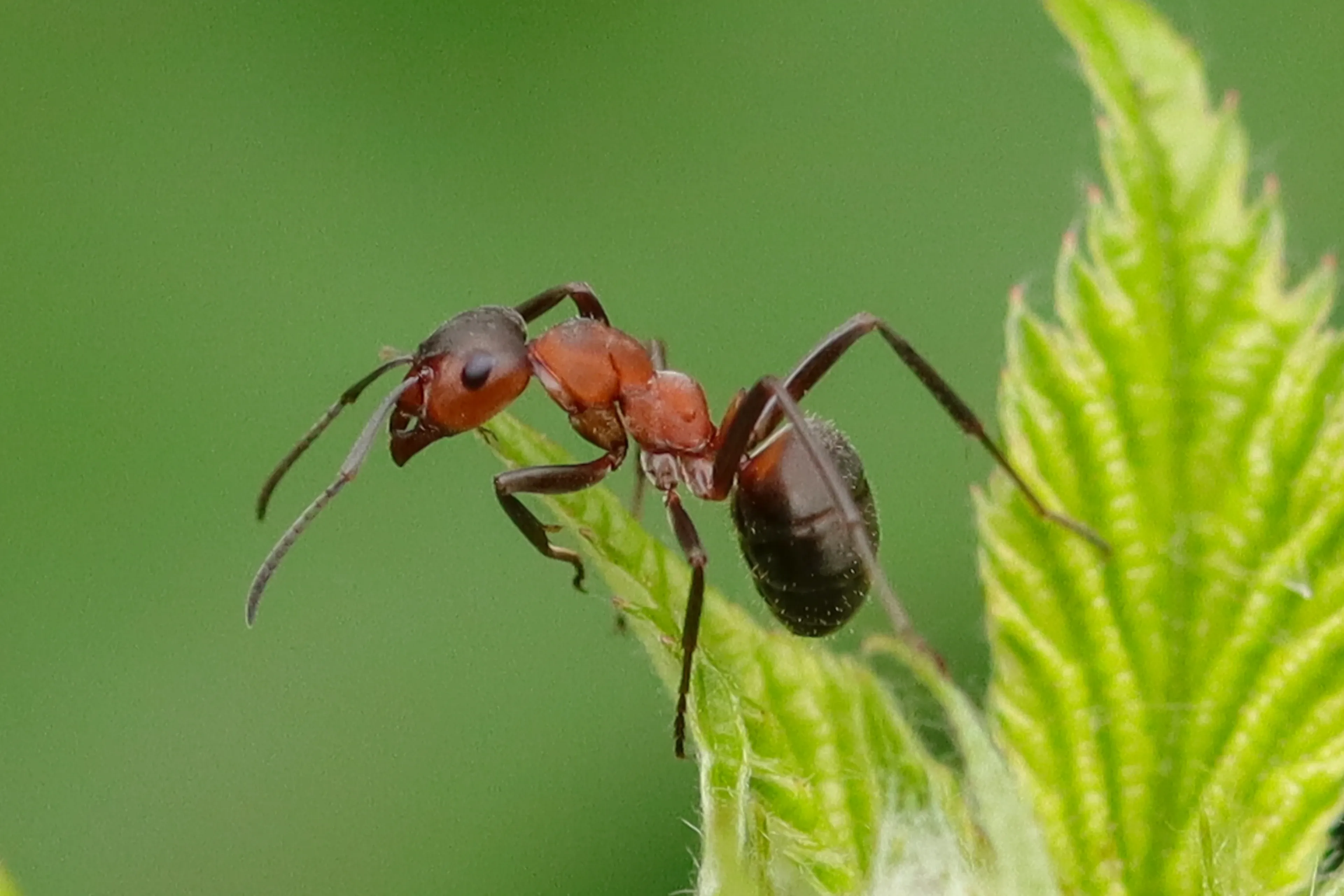 A red wood ant climbs the jagged edge of a green leaf, gripping the pointed teeth with its long black legs.