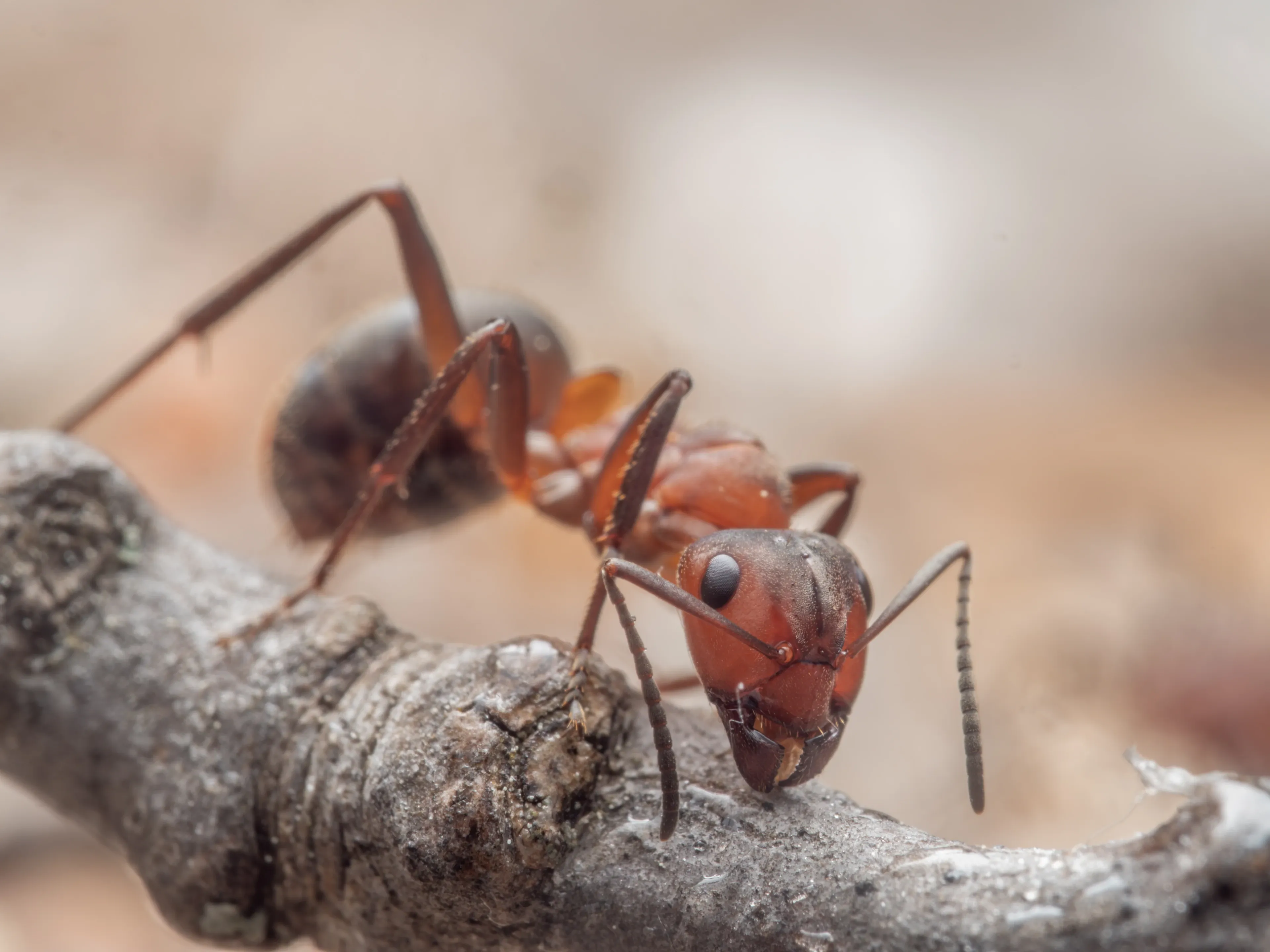 A red wood ant crawls along a rough twig, head down and one thin leg lifted behind it.