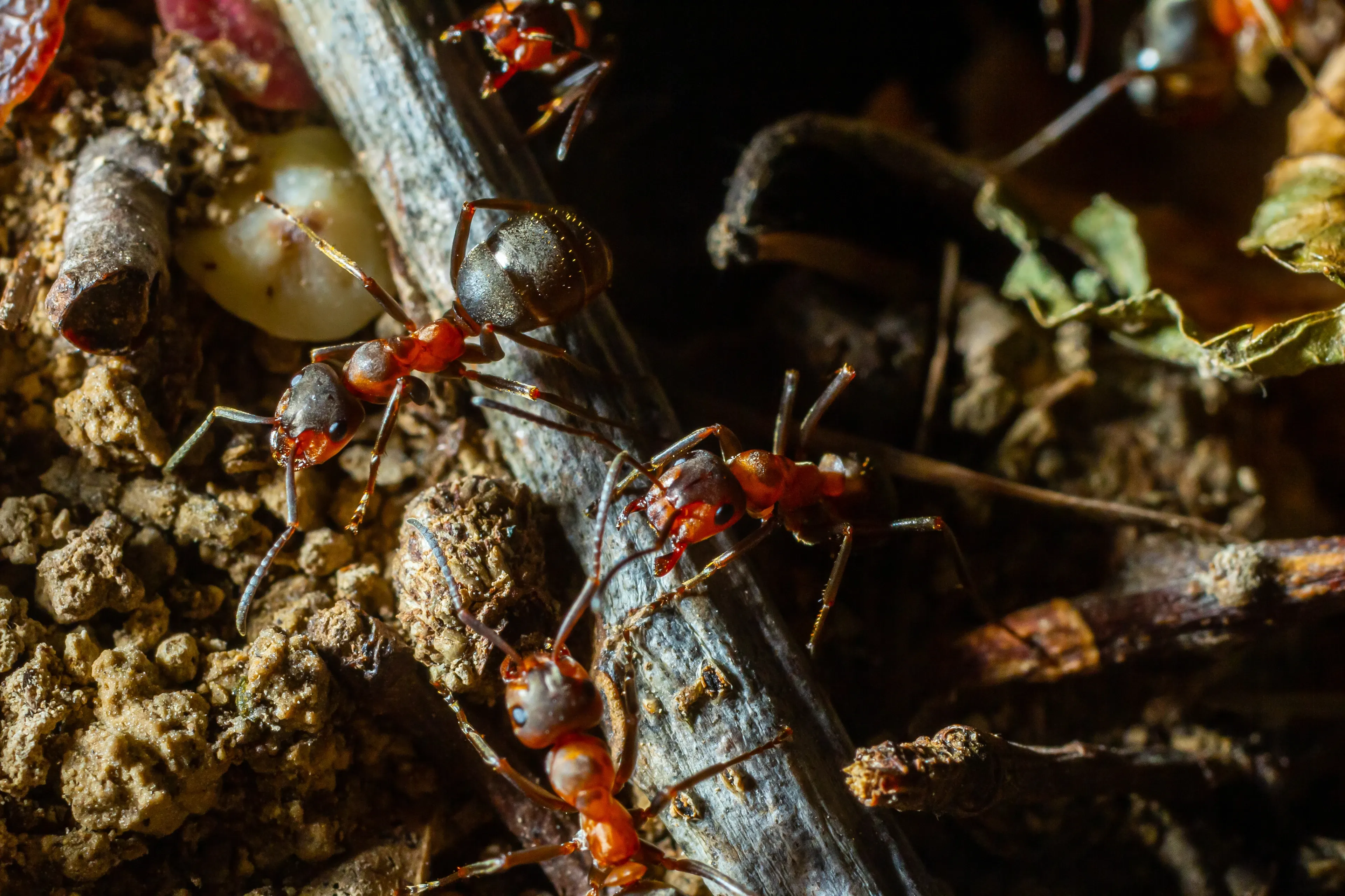 Busy red wood ants crawl over twigs and bumpy dirt among the leaf litter, their red heads shining as they move.