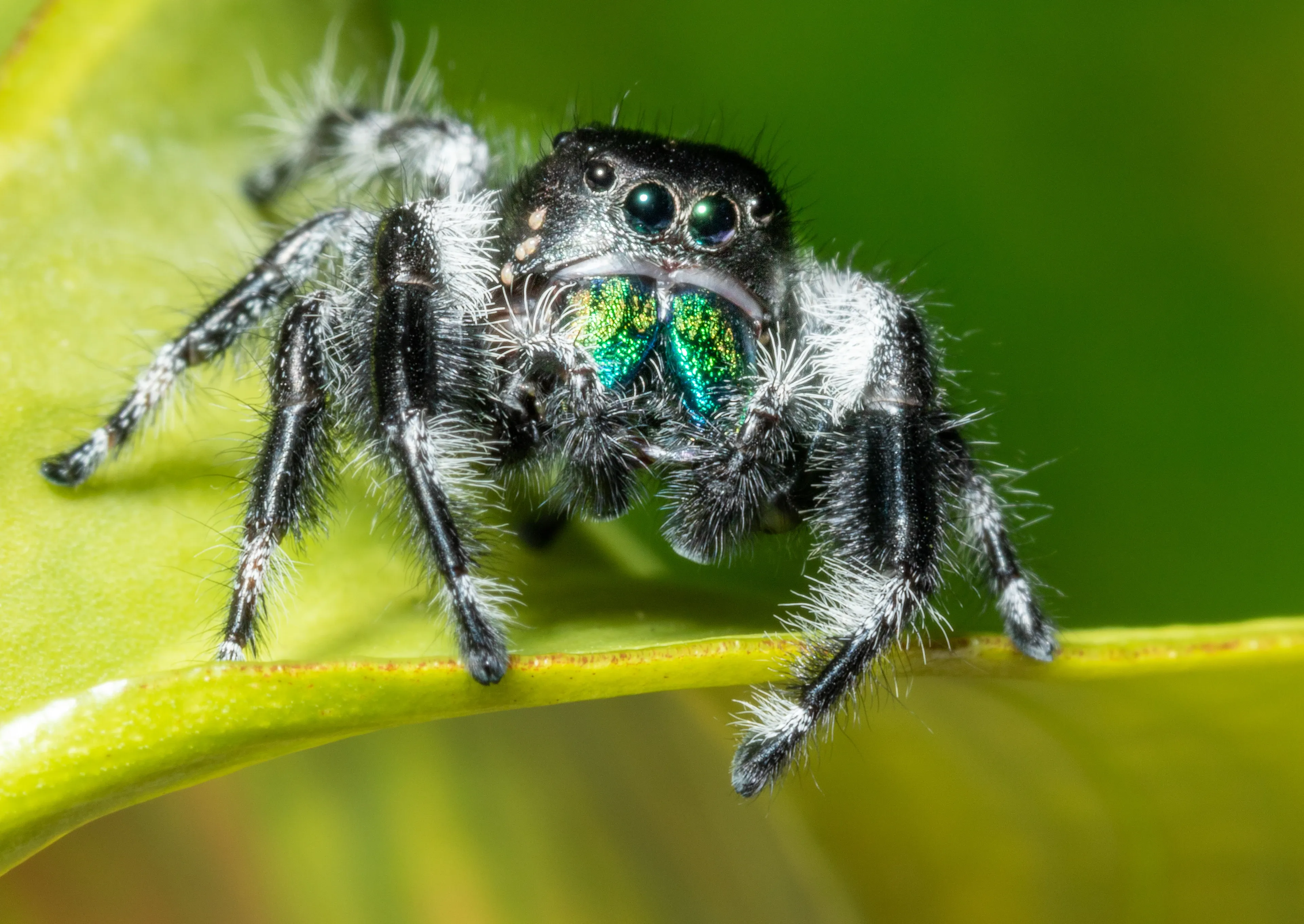A regal jumping spider with fuzzy white legs sits on a bright green leaf. Shiny green mouthparts glitter as it stares ahead with big round eyes.