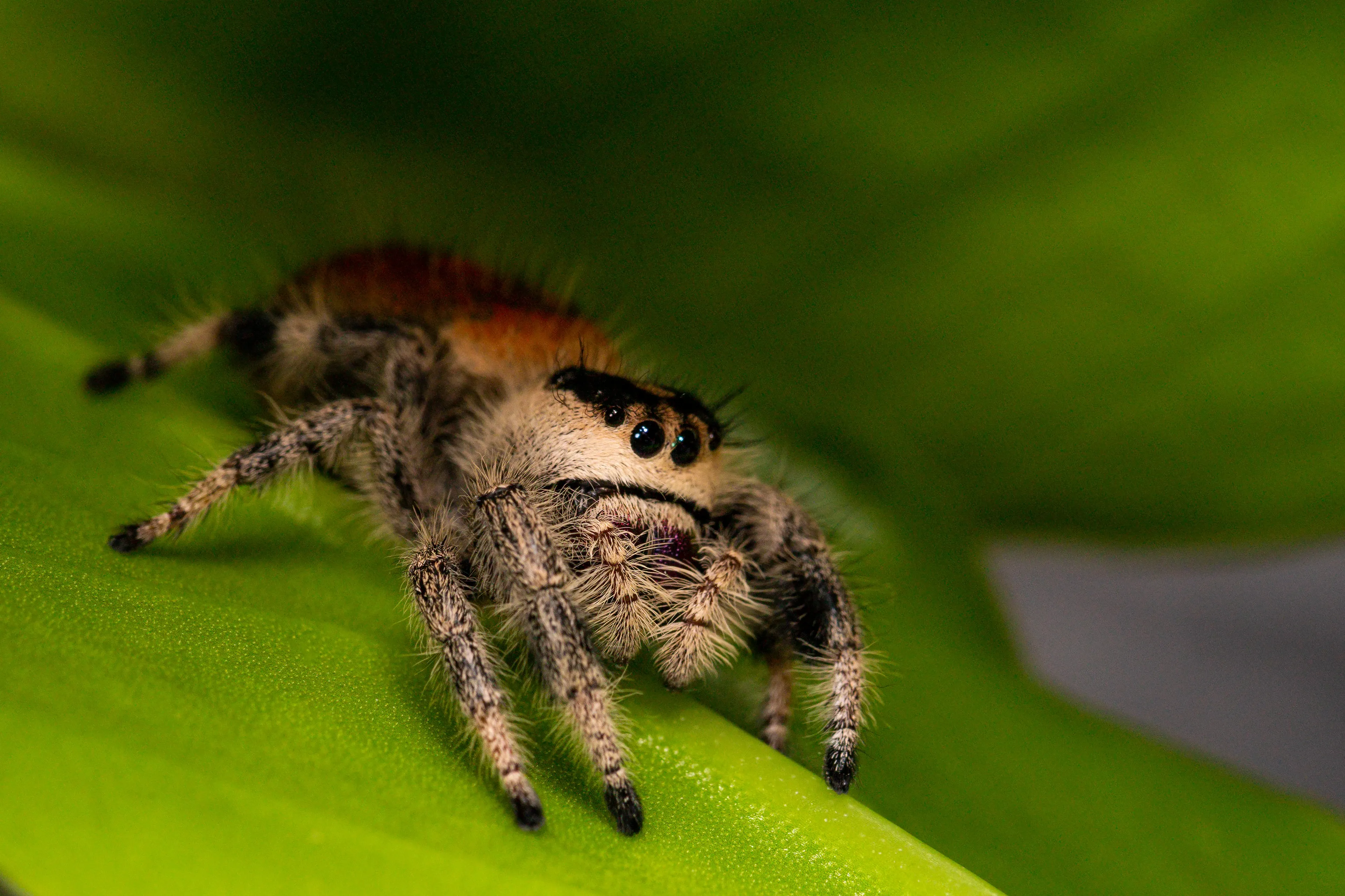 A fuzzy regal jumping spider faces forward on a green leaf, showing four large shiny eyes and a reddish-orange abdomen. Soft white hairs cover its face as it sits alert in the garden.
