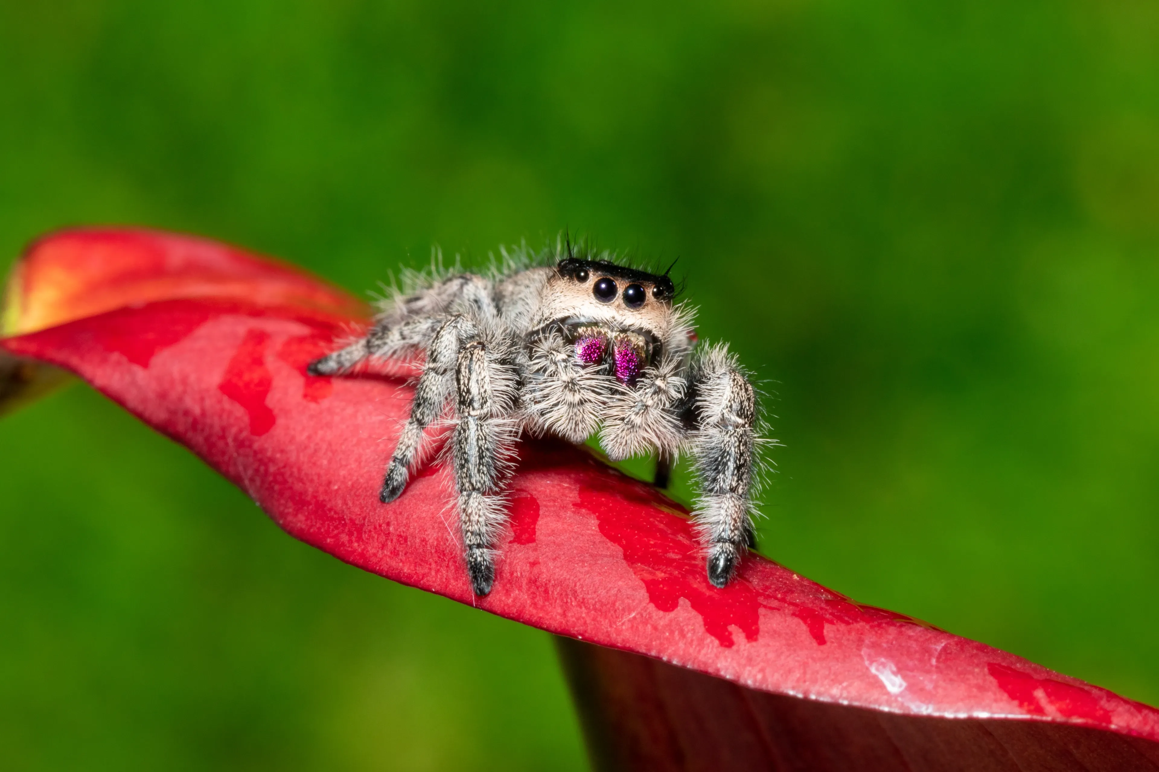 A fuzzy regal jumping spider perches on the edge of a bright red flower petal. Its four big black eyes look forward, and its mouthparts shine pink and purple.