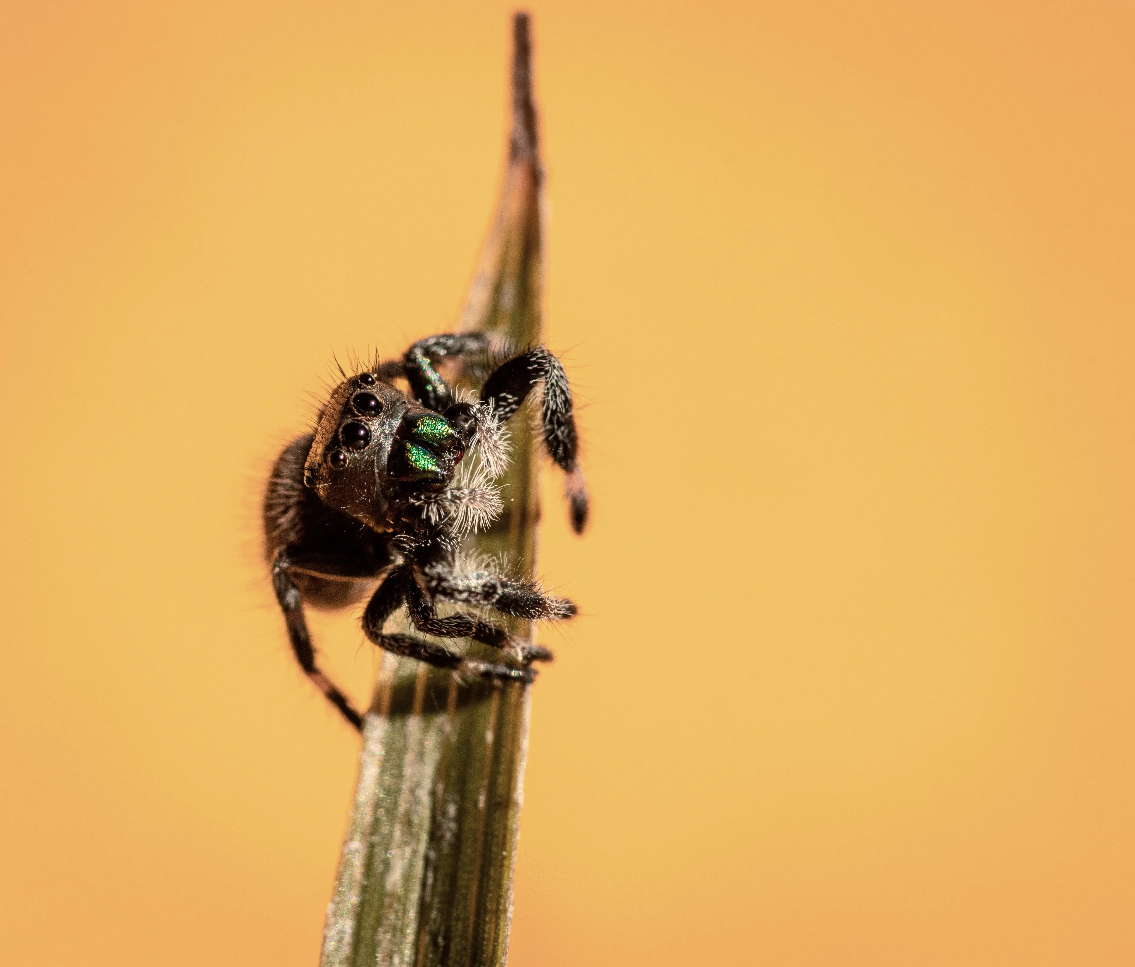 A fuzzy black regal jumping spider sits on a thin tan leaf with sparkling green mouthparts. Its front legs tuck close as it looks ahead.