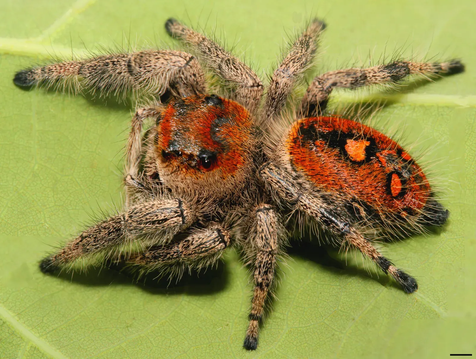 A fuzzy regal jumping spider on a green leaf, its orange-and-black patterned body and big forward-facing eyes clearly visible.