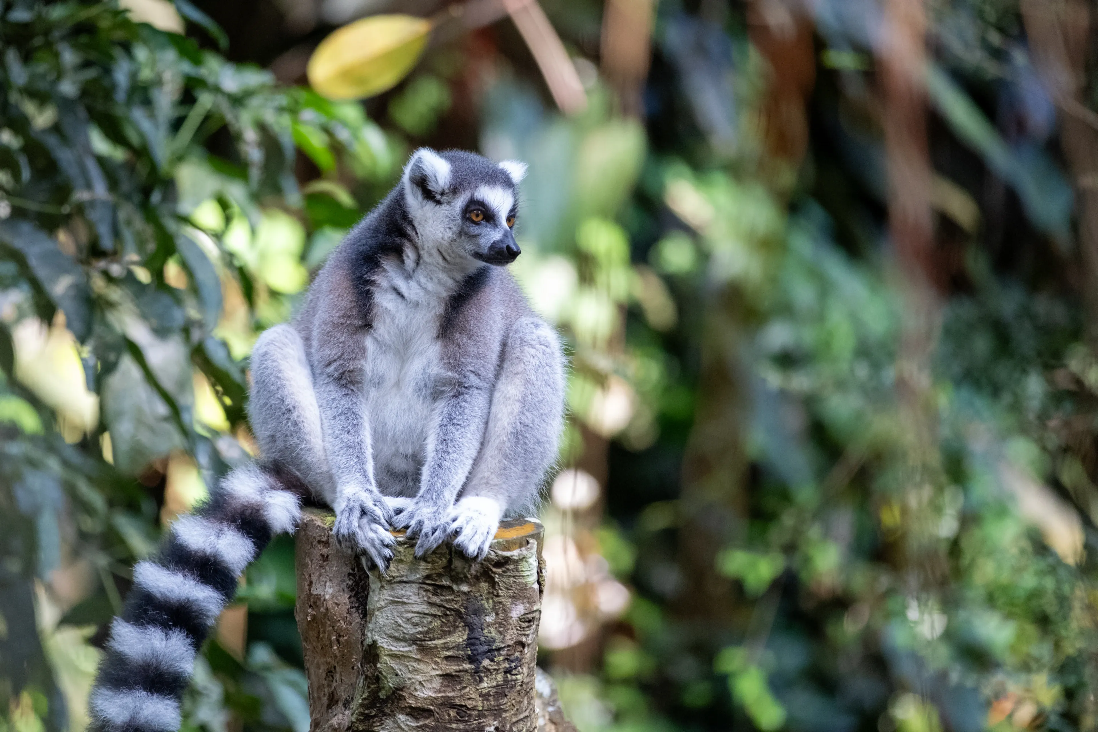 A ring-tailed lemur sits upright on a weathered tree stump in a green forest. Its long black-and-white striped tail drapes down the side of the wood.