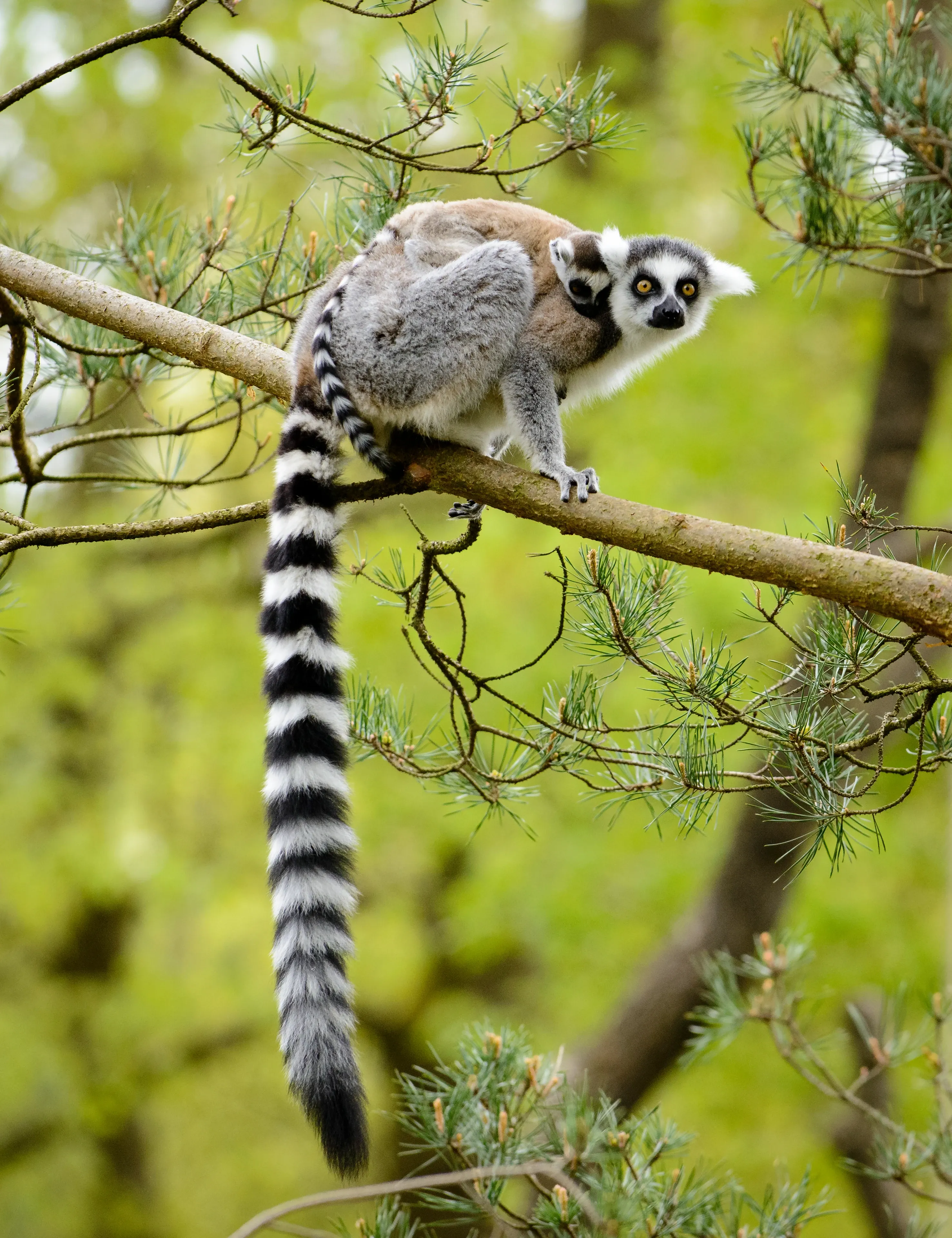 A ring-tailed lemur perches on a pine branch with a baby clinging to its back. Its long striped tail hangs down among the green needles.