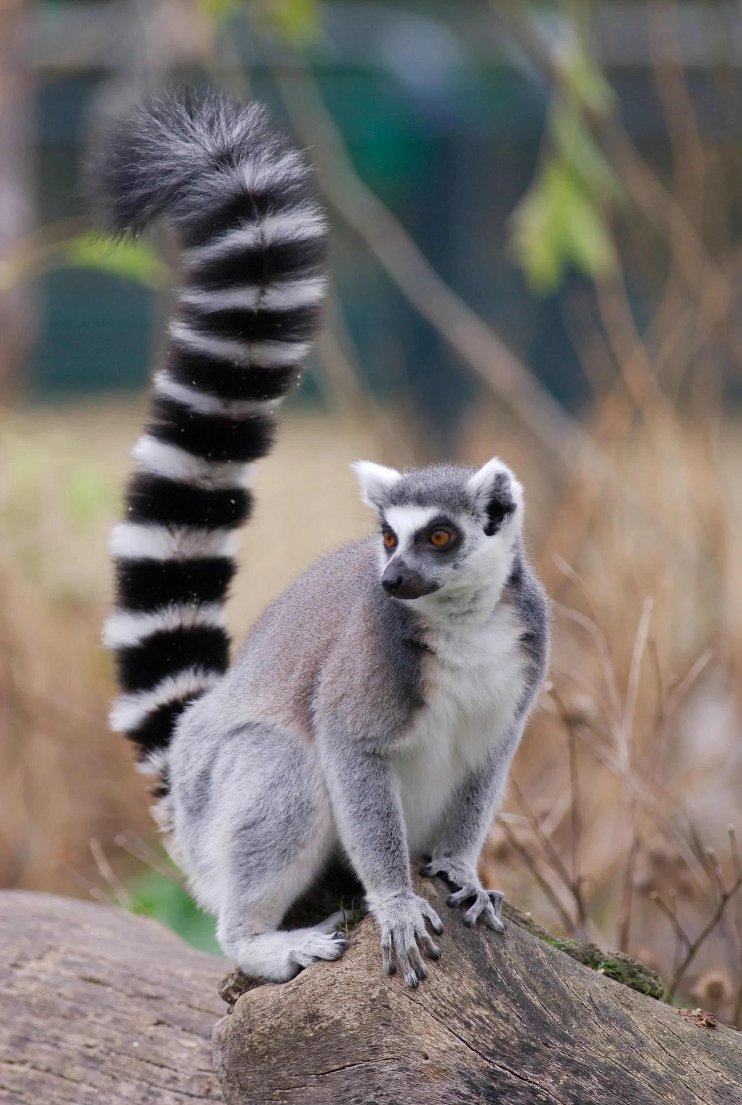 A ring-tailed lemur sits on a thick log and holds its long striped tail high in the air. Bright orange eyes look to the side among dry grass and green leaves.