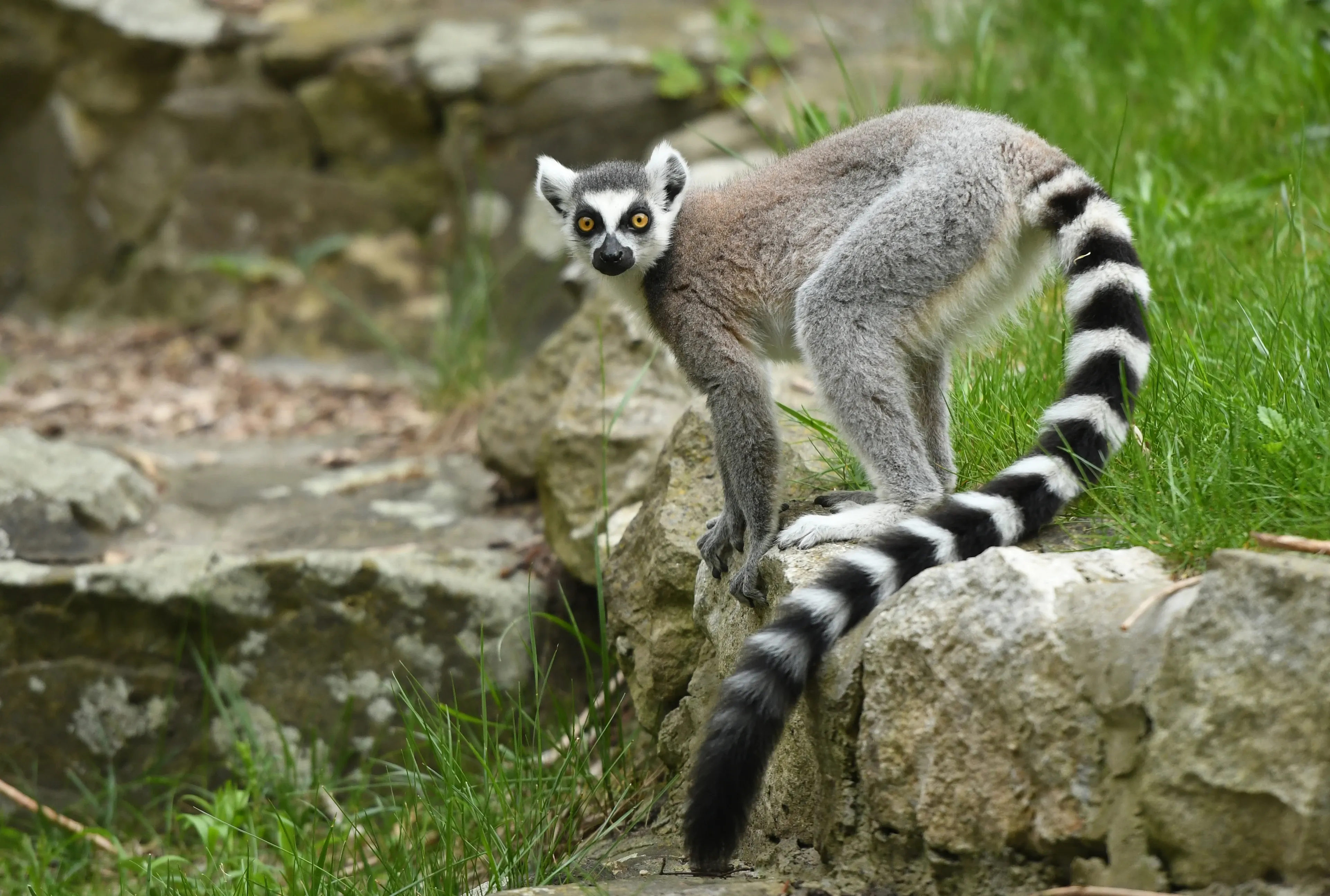 A ring-tailed lemur stands on a rocky ledge and looks back over its shoulder. Its long black-and-white tail curls down toward the green grass.